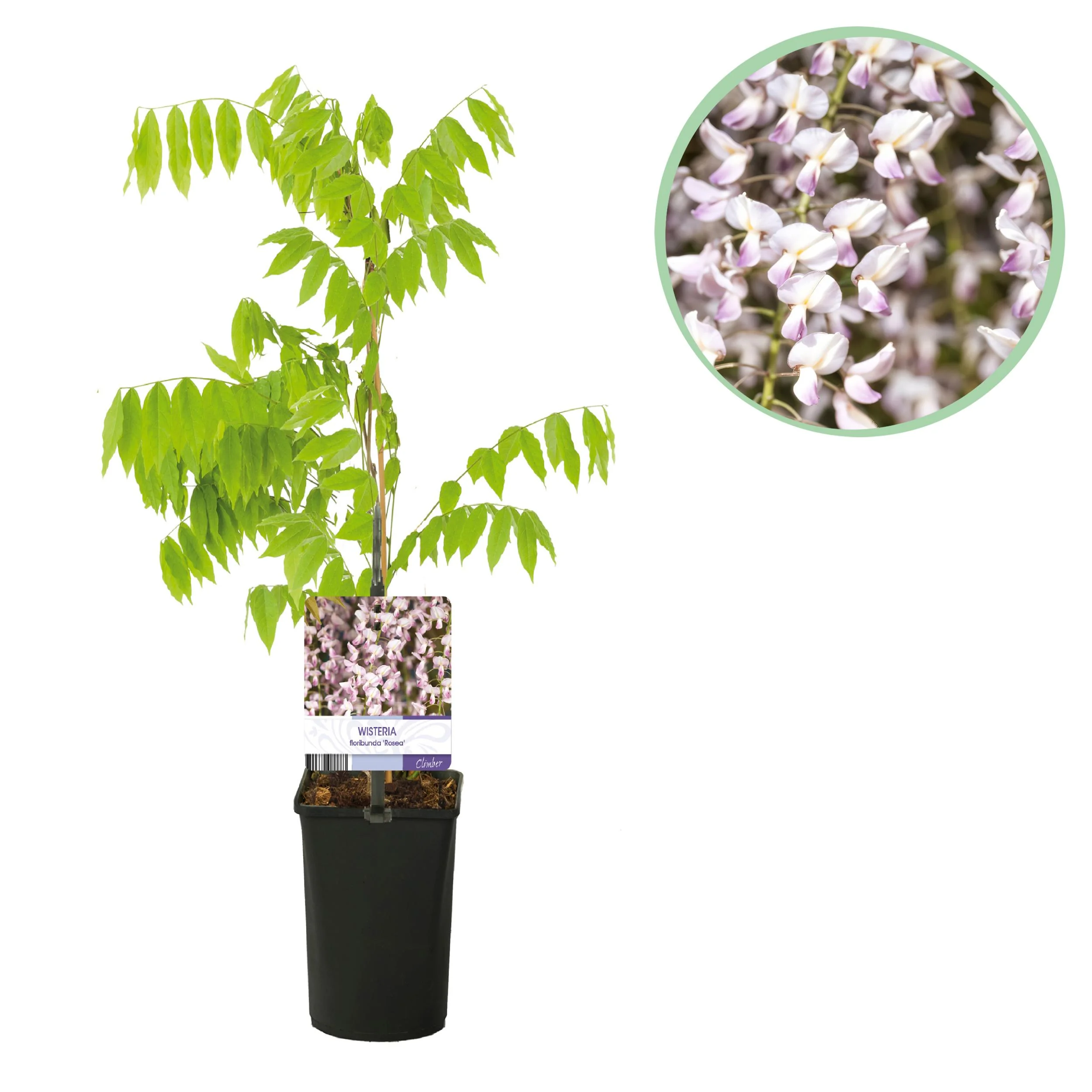 Wisteria floribunda 'Rosea'