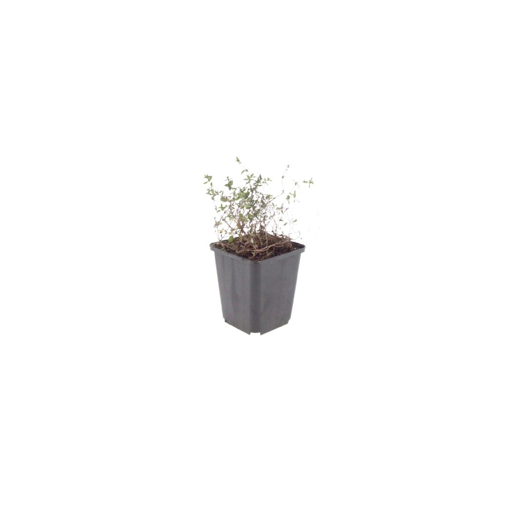 Gartenthymian (Thymus vulgaris)