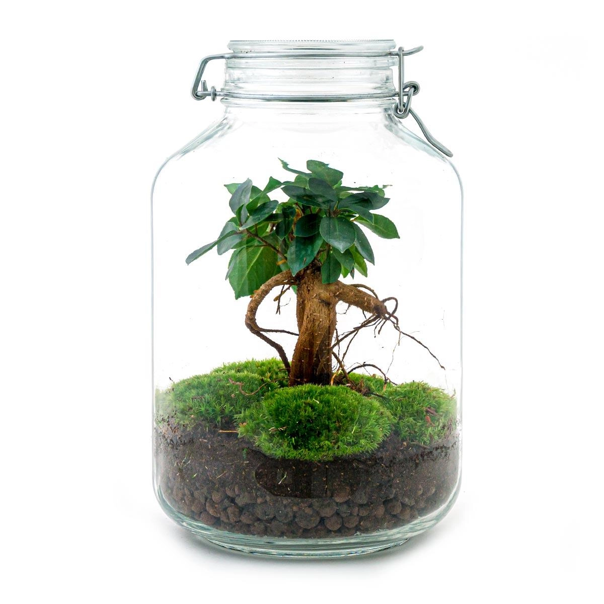 Flaschengarten - Ficus Ginseng bonsai - ↕ 28 cm - Rake + Shovel + Tweezer + Scissors Bild 3