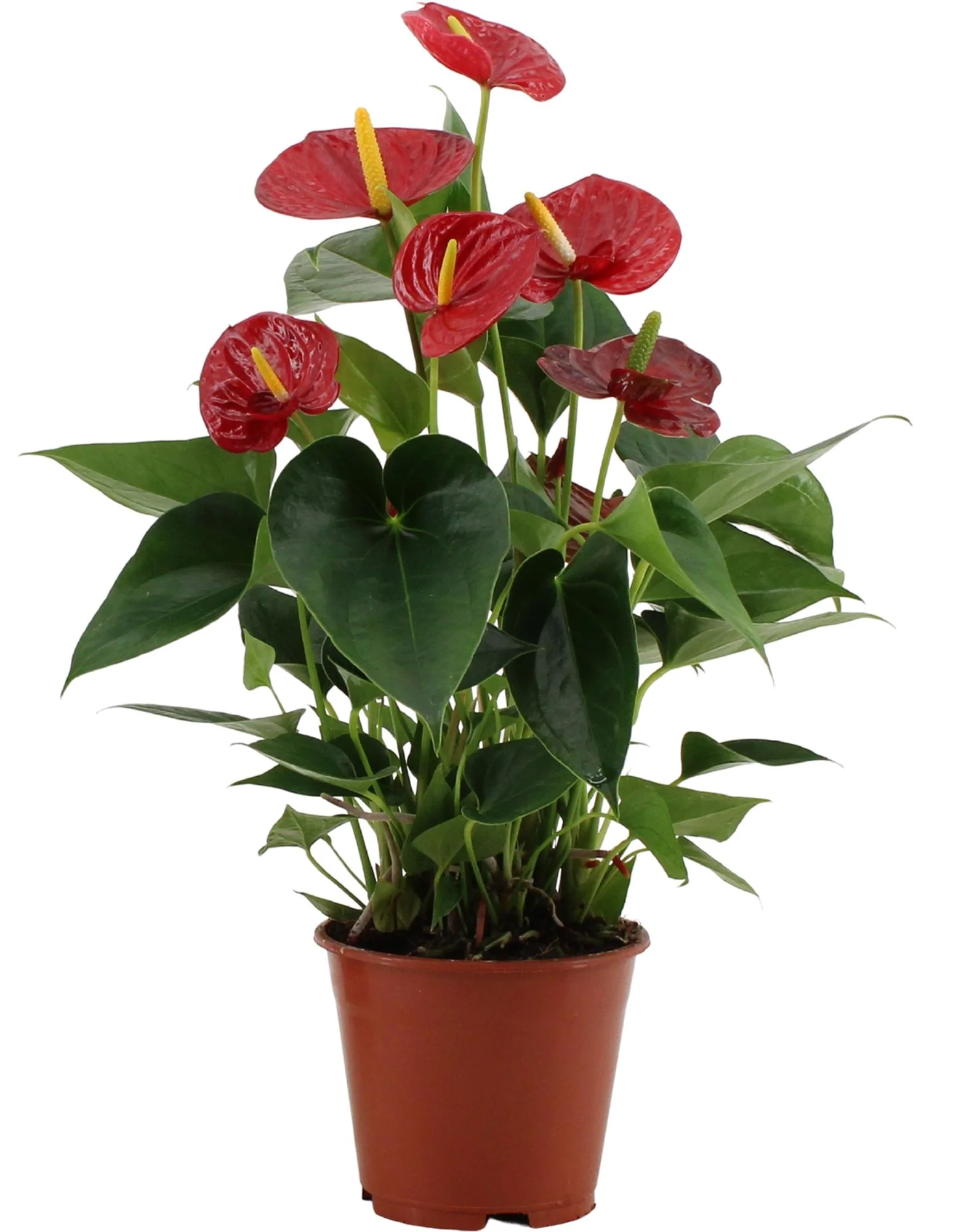 Anthurium Success Red – pflegeleichte Zimmerpflanze