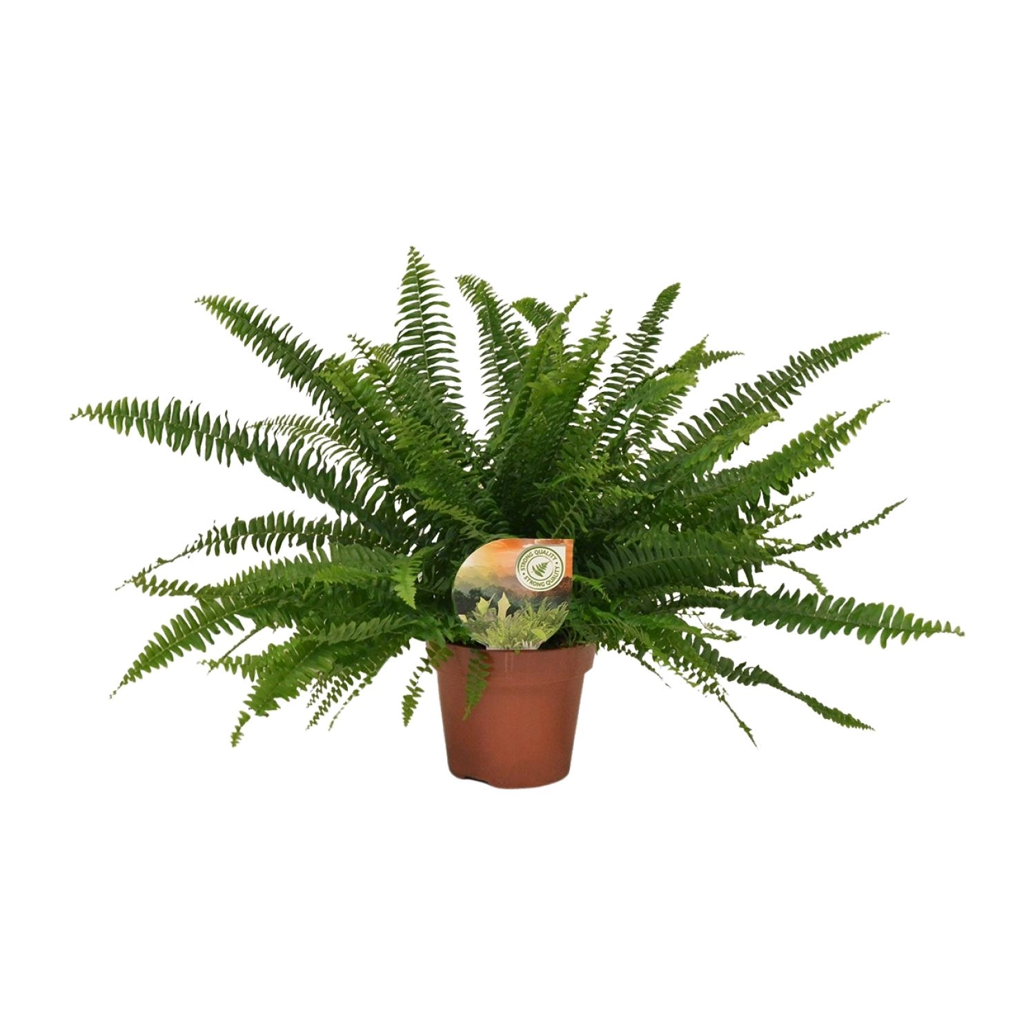 Boston-Farn (Nephrolepis exaltata) – 17 cm Topf