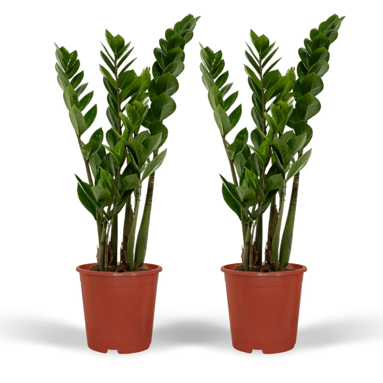 Zamioculcas Zamiifolia - ZZ-Pflanze