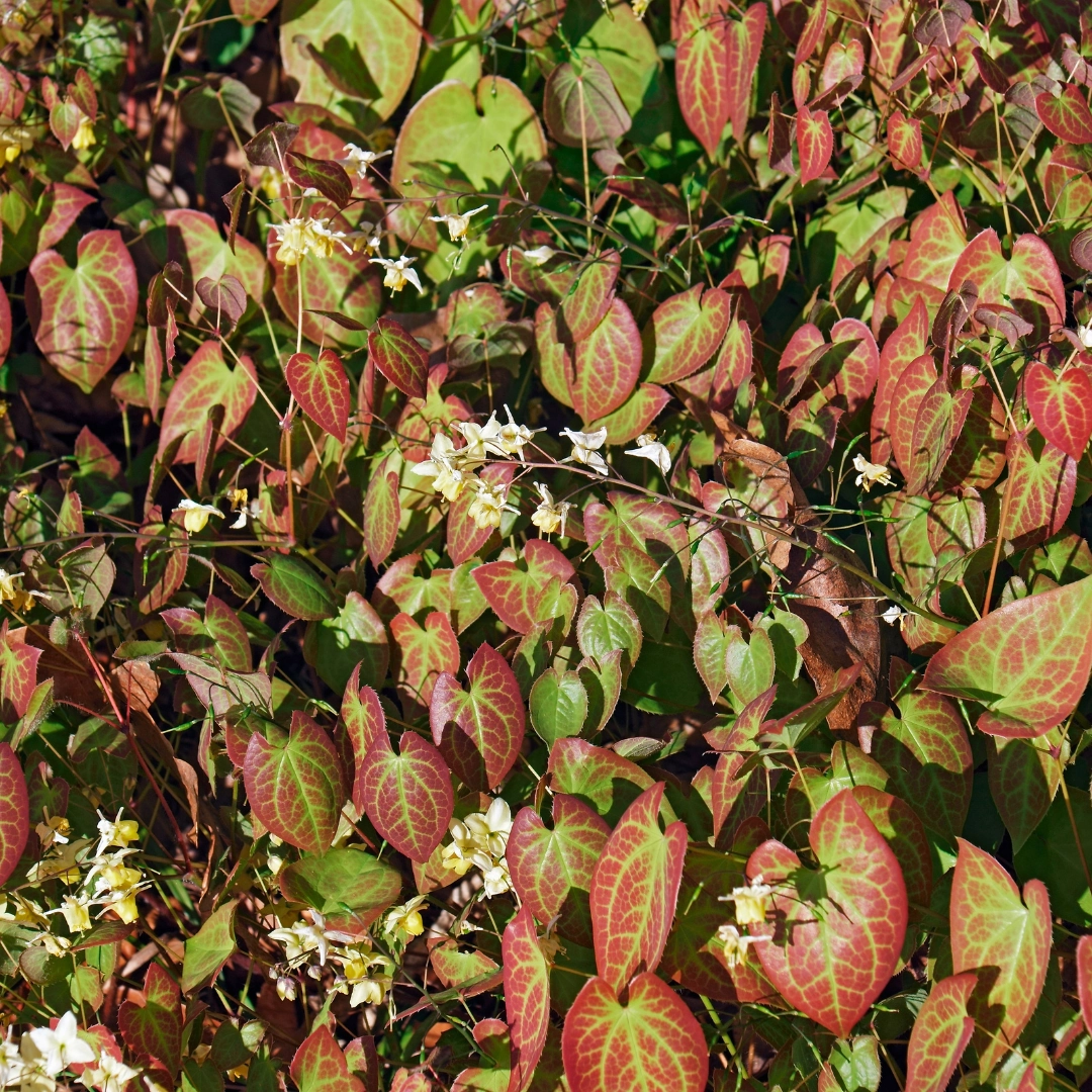 Epimedium × youngianum ‘Niveum’
