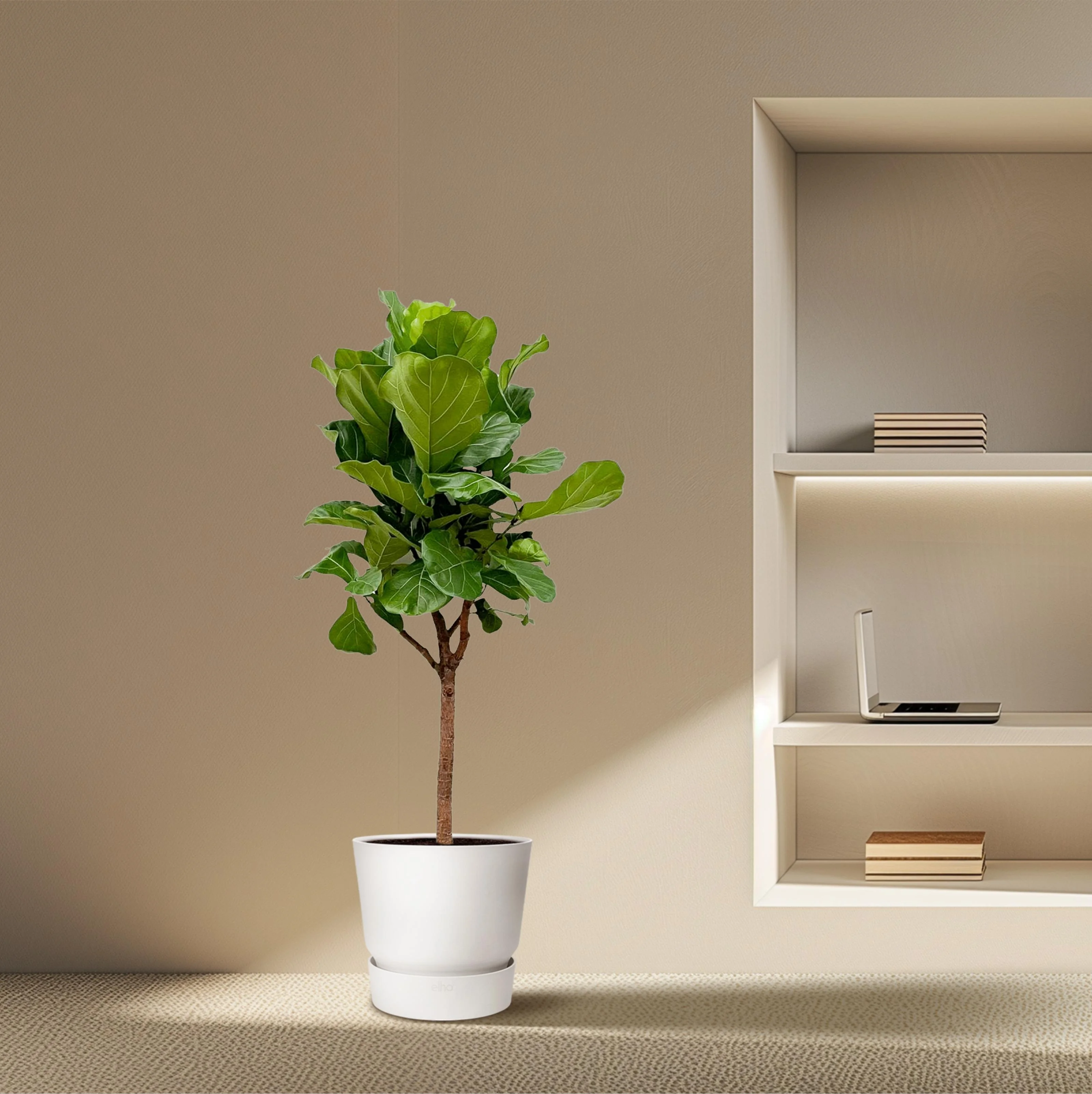 Ficus Lyrata tree - 180cm - ⌀30 Bild 2