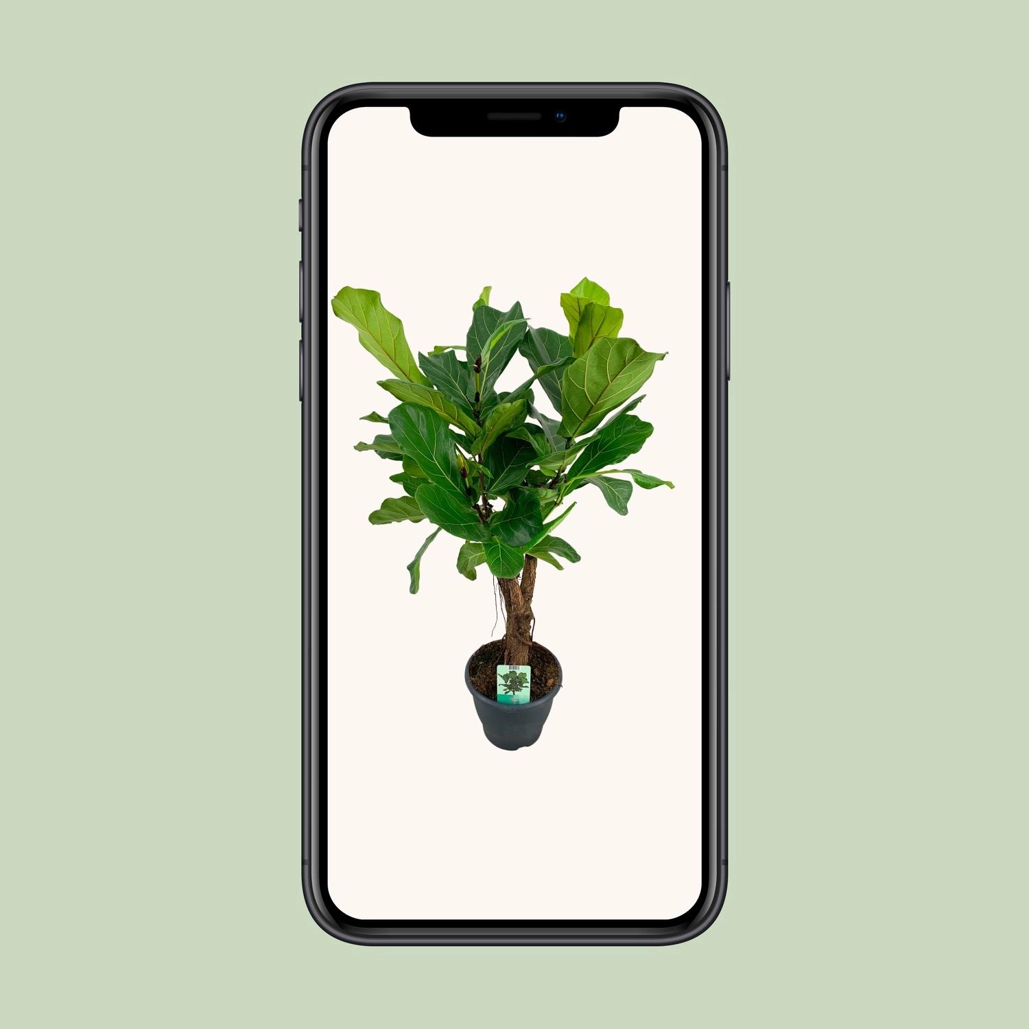 Ficus lyrata (Geigenfeige)