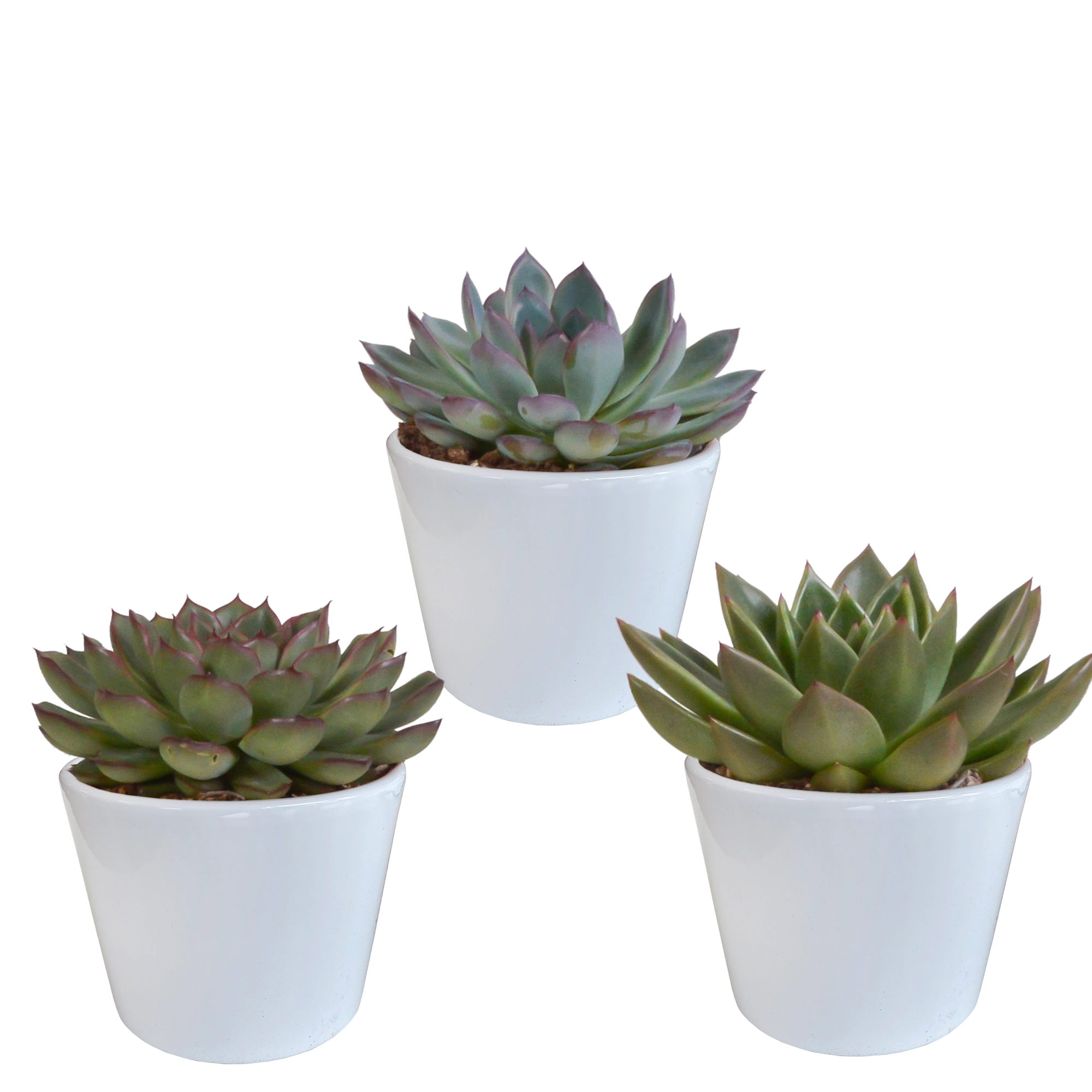 Echeveria-Mischung – Blumenförmige Perlen im weißen Topf