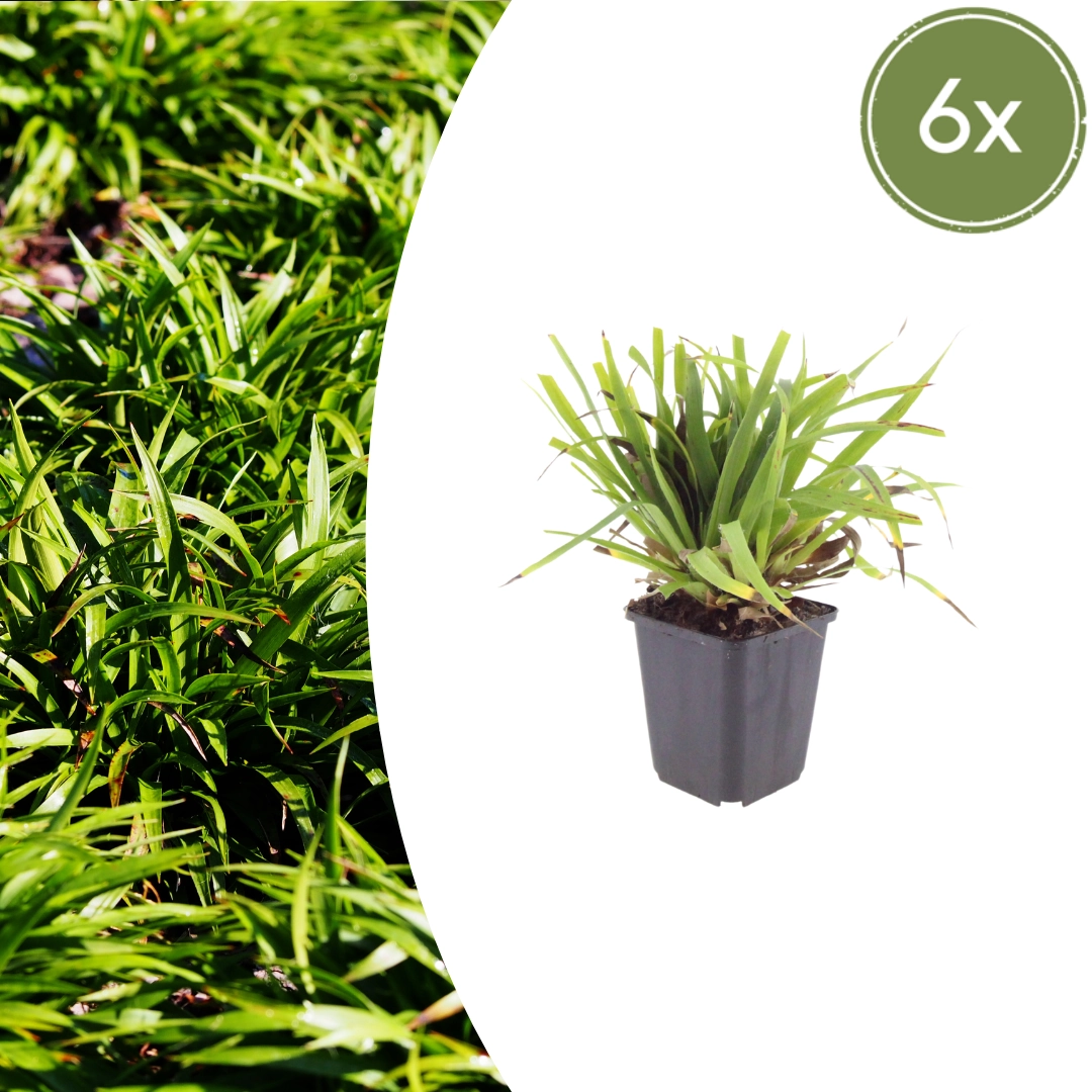 Luzula sylvatica - Wald-Hainsimse