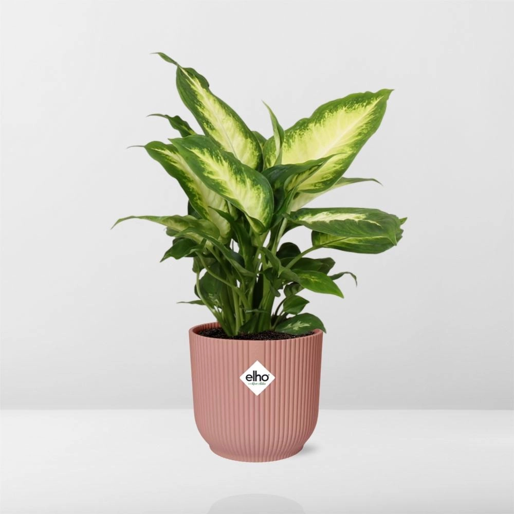 Dieffenbachia (Einblatt) – Pflegeleichte Zimmerpflanze