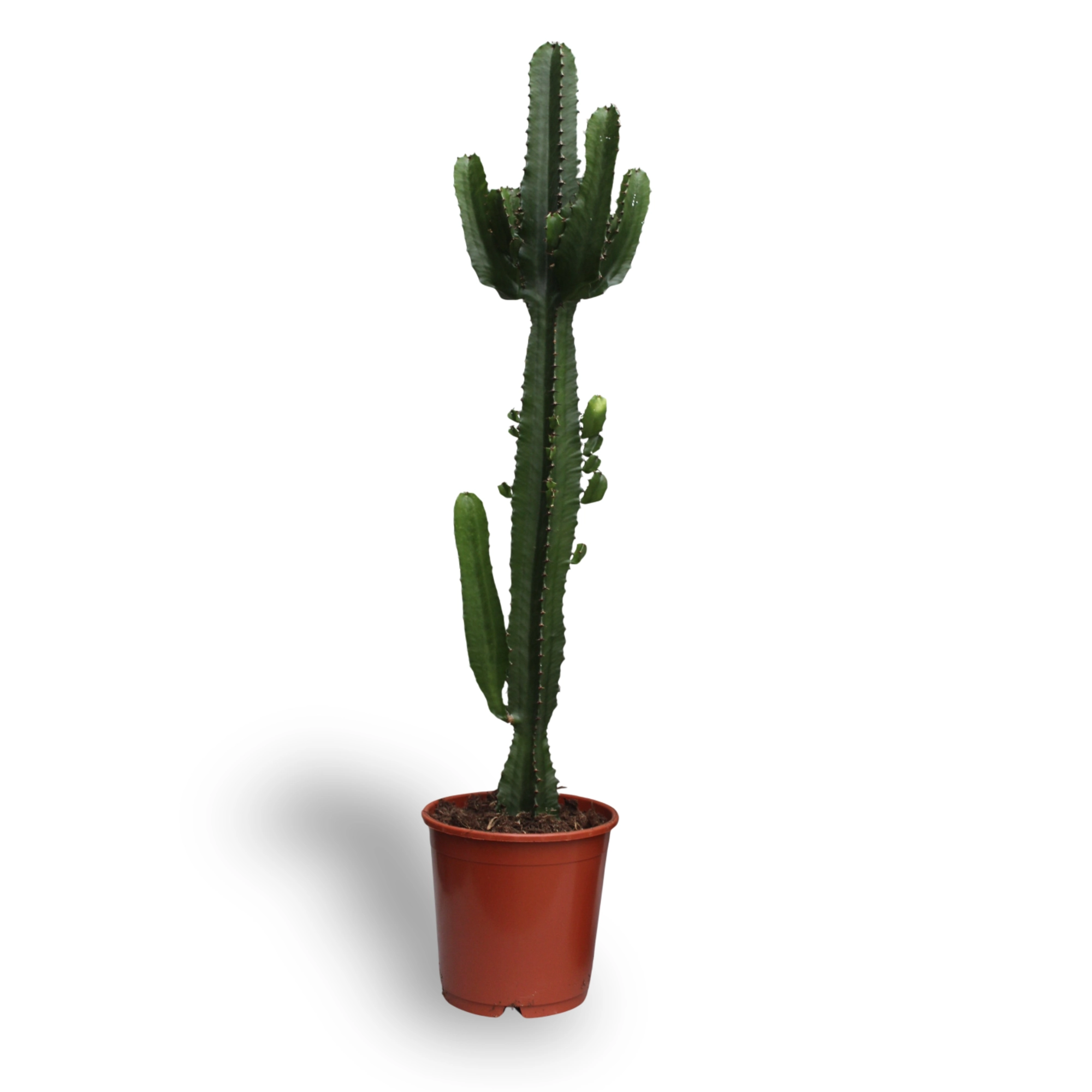 Euphorbia Acrurensis - Ø24cm - ↕60cm Bild 2