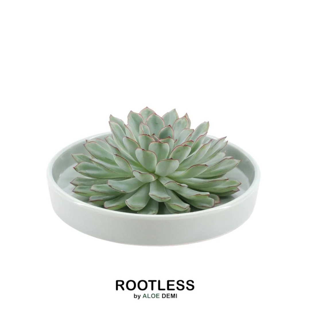 ROOTLESS Echeveria Pulidonis in Keramikschale Bild 9
