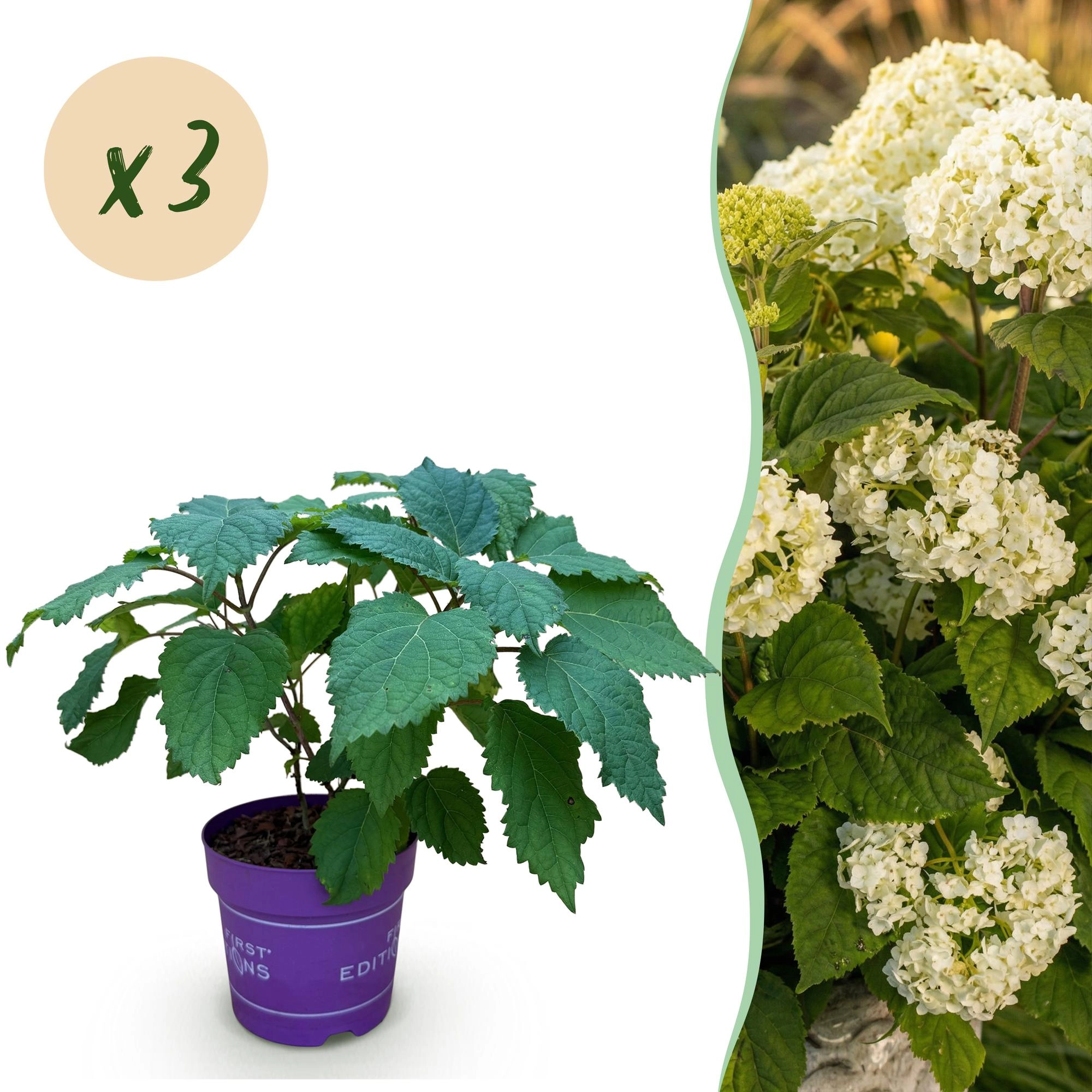 Hydrangea Arborescens FlowerWOW