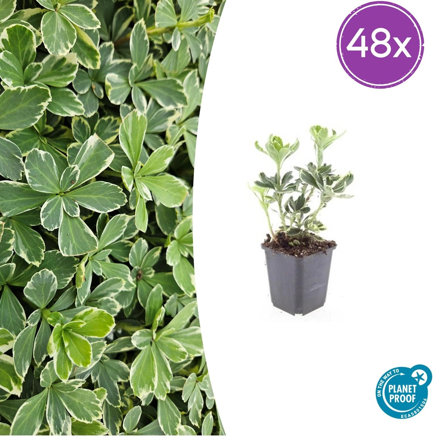 48x Pachysandra term. Variegata - ↕10-25cm - Ø9cm Bild 1