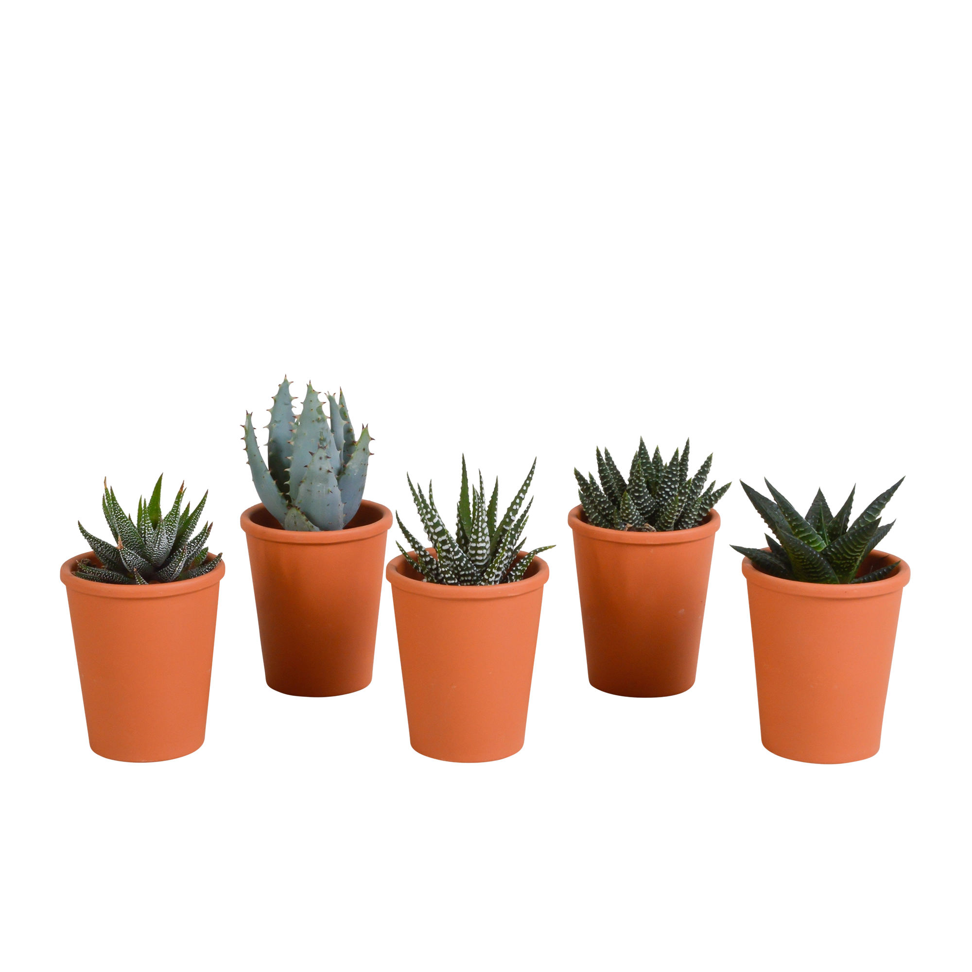 Gasterien/Haworthias Mischung im Terrakotta-Topf