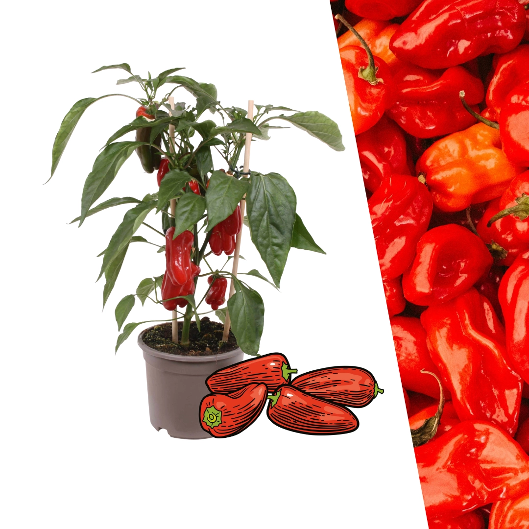 Rote Snack-Paprika (Capsicum annuum)
