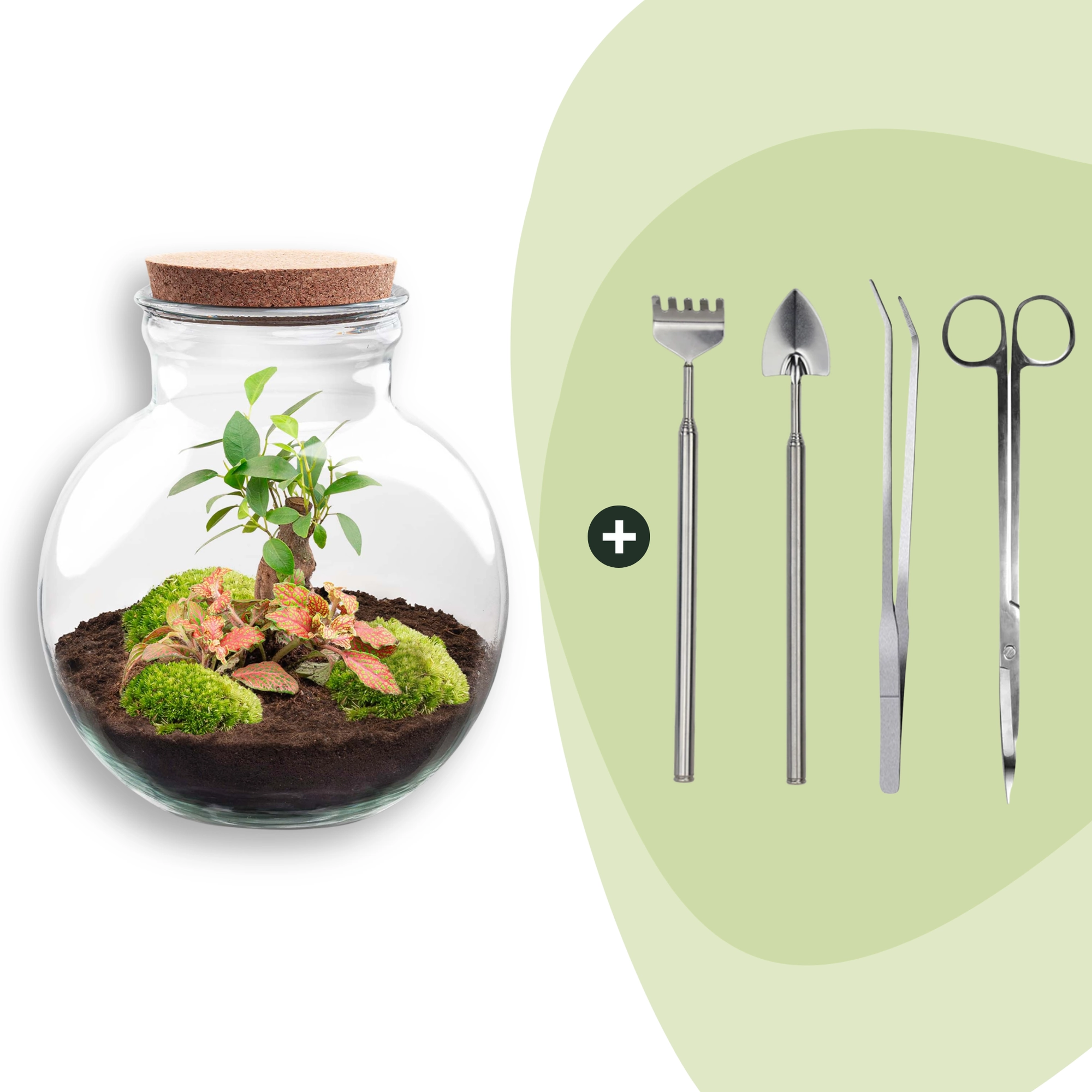 Flaschengarten - Teddy bonsai - ↕ 26,5 cm - Rake + Shovel + Tweezer + Scissors Bild 1