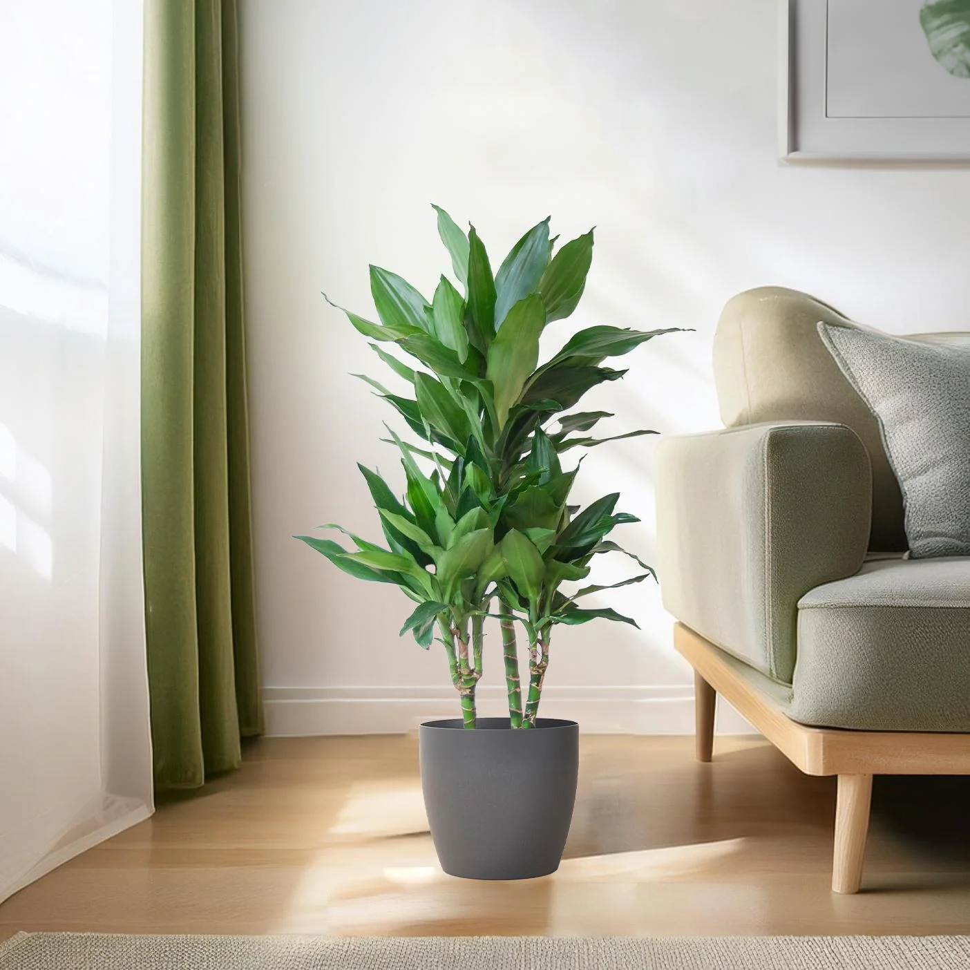 Dracaena Janet Lind – Beliebte Luftreinigende Zimmerpflanze