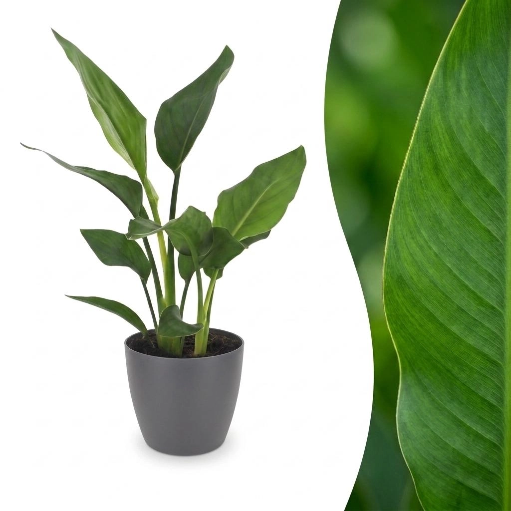 Green boutiQ - Strelitzia Reginea - Paradiesvogelblume - 1 Plant - met Potter Grijs - Pot 12cm - Hoogte - 35cm Bild 1