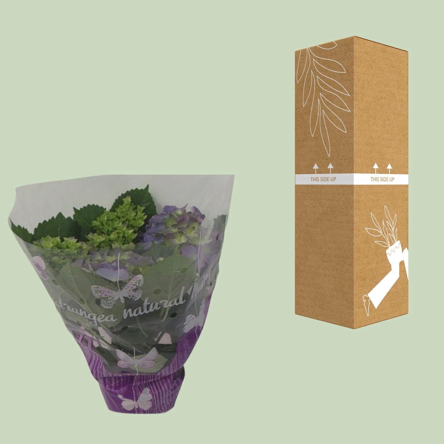 Endless-Hortensie – 14 cm Topf, ca. 35 cm
