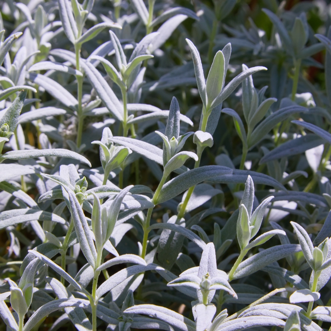 Cerastium tomentosum - Filziges Hornkraut