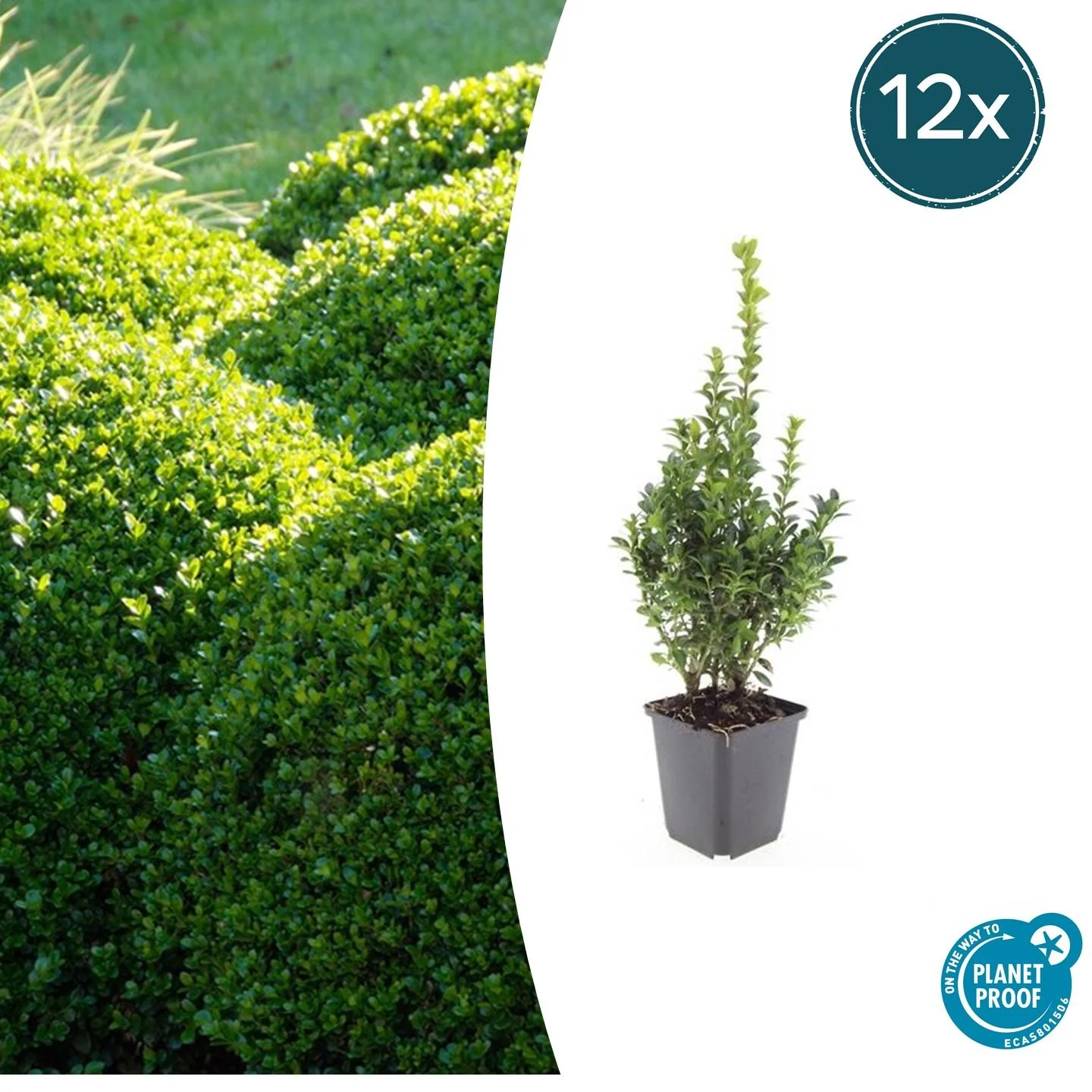 Buxus Sempervirens - Immergrüner Buchsbaum