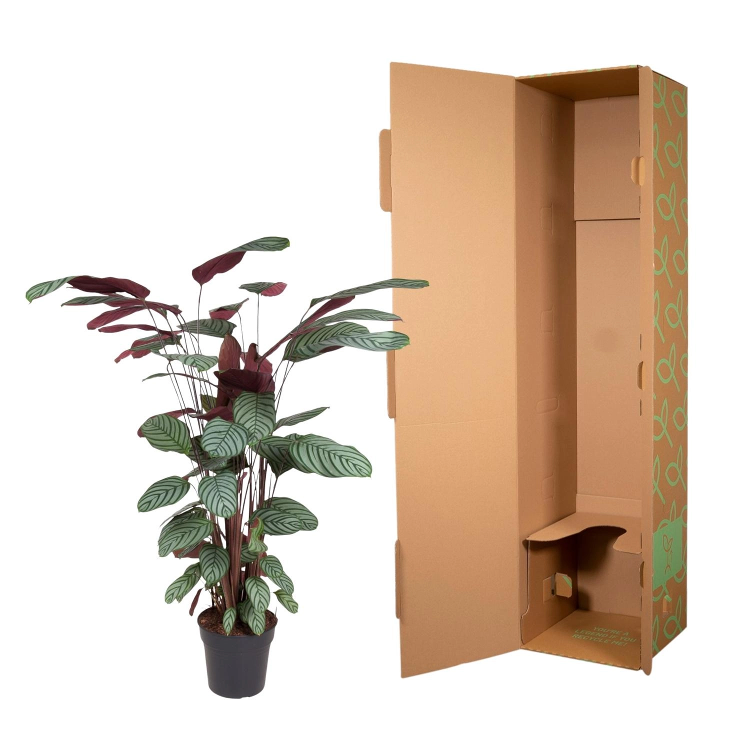 Calathea Oppenheimiana – Dekorative Zimmerpflanze