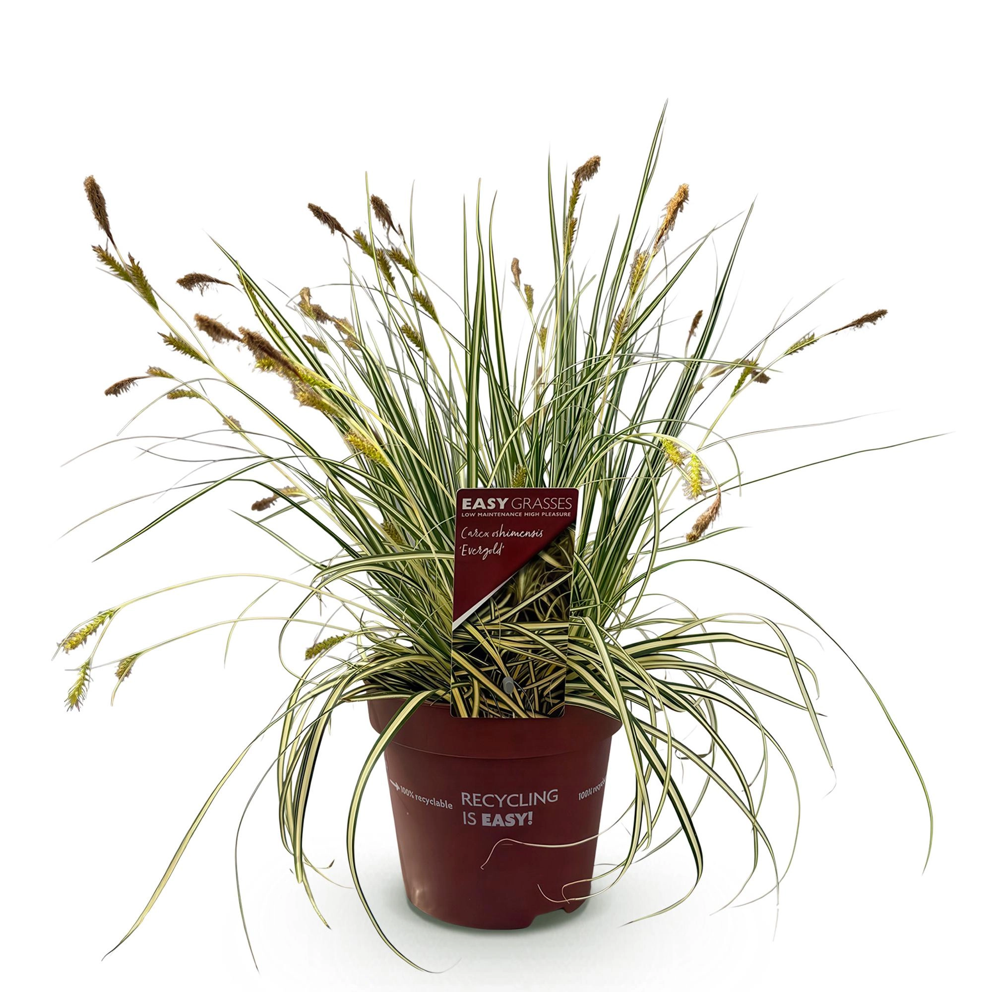Ziergräser - Carex oshimensis Evergold - Gelb & Grün - 1 Pflanze - Immergrün - Winterhart - Topf 17cm Höhe 50cm