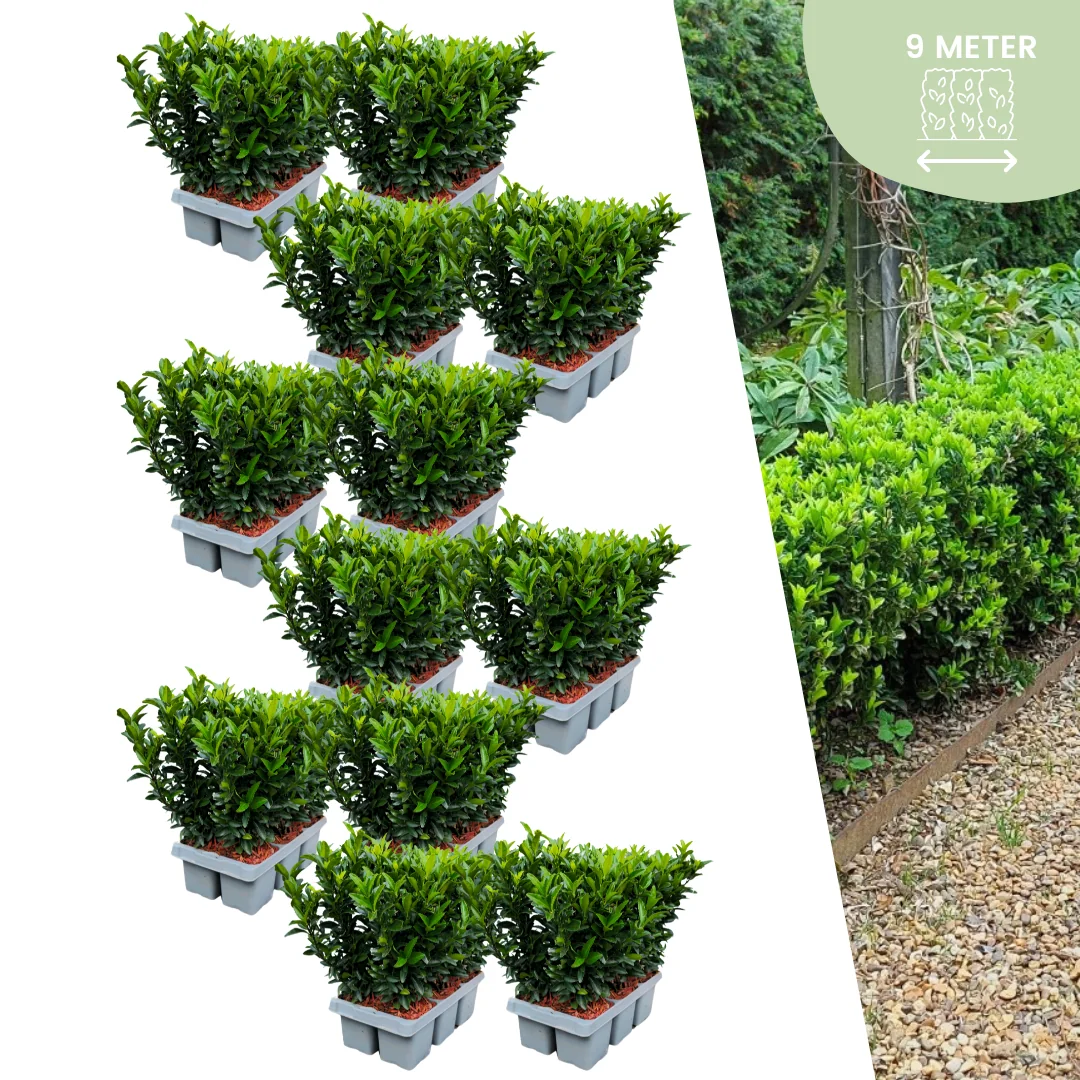 Euonymus 'Green Spire' - 72 Pflanzen Set