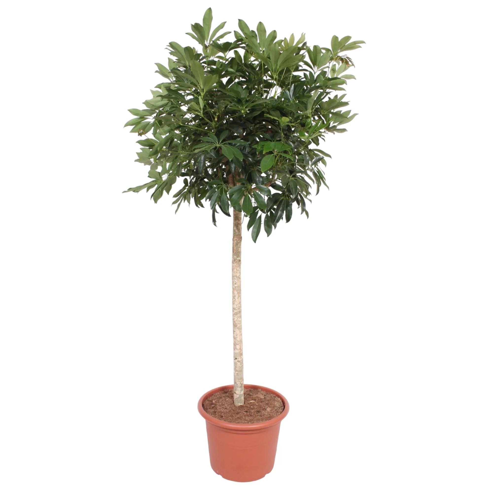 Schefflera Arboricola – Tropischer Blickfang für Dein Zuhause