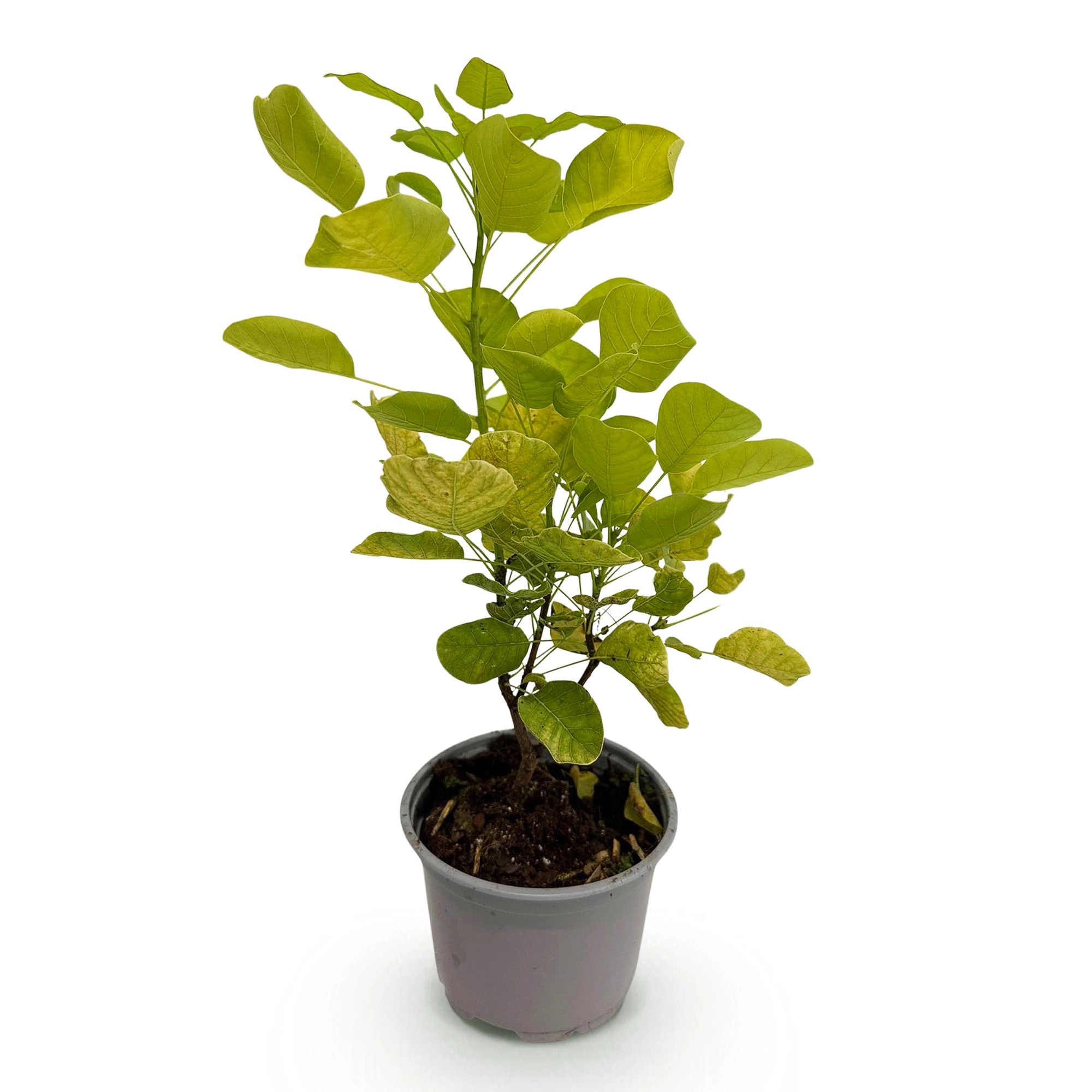 Cotinus coggyria Golden Spirit