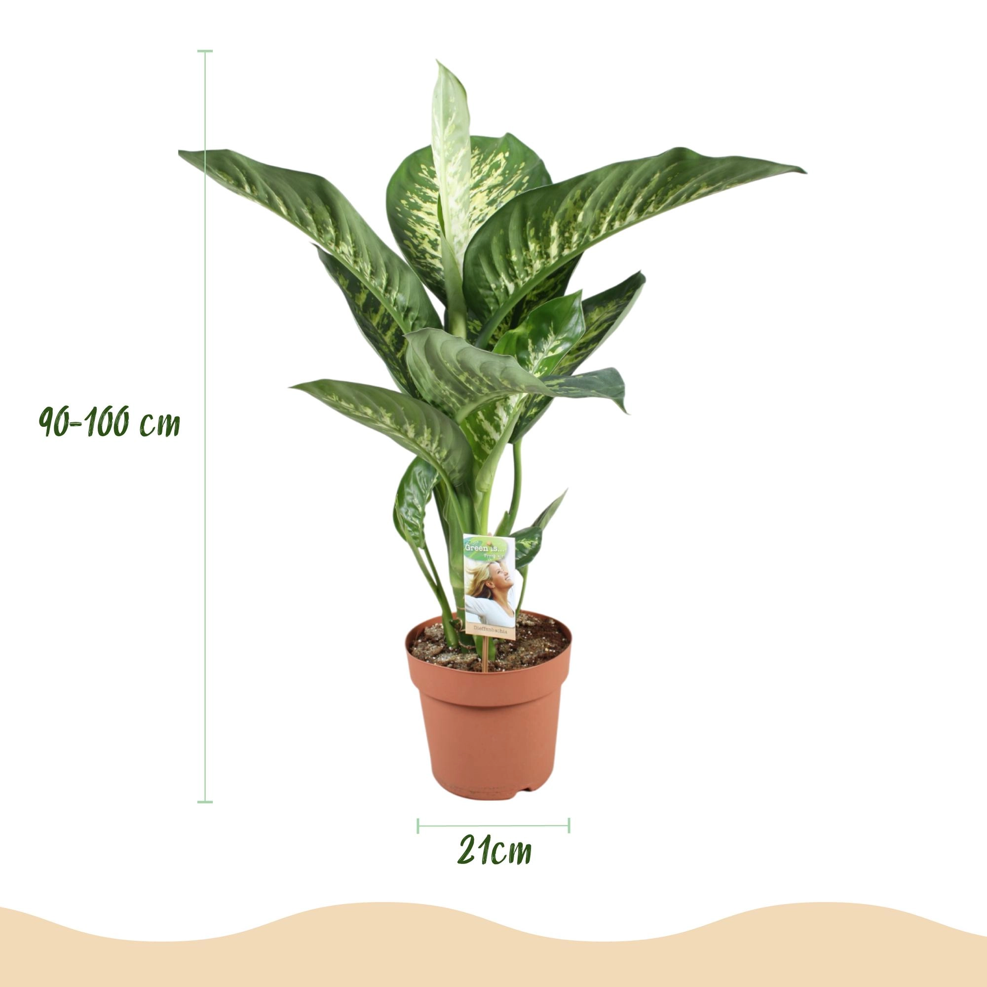 Dieffenbachia Tropic Snow