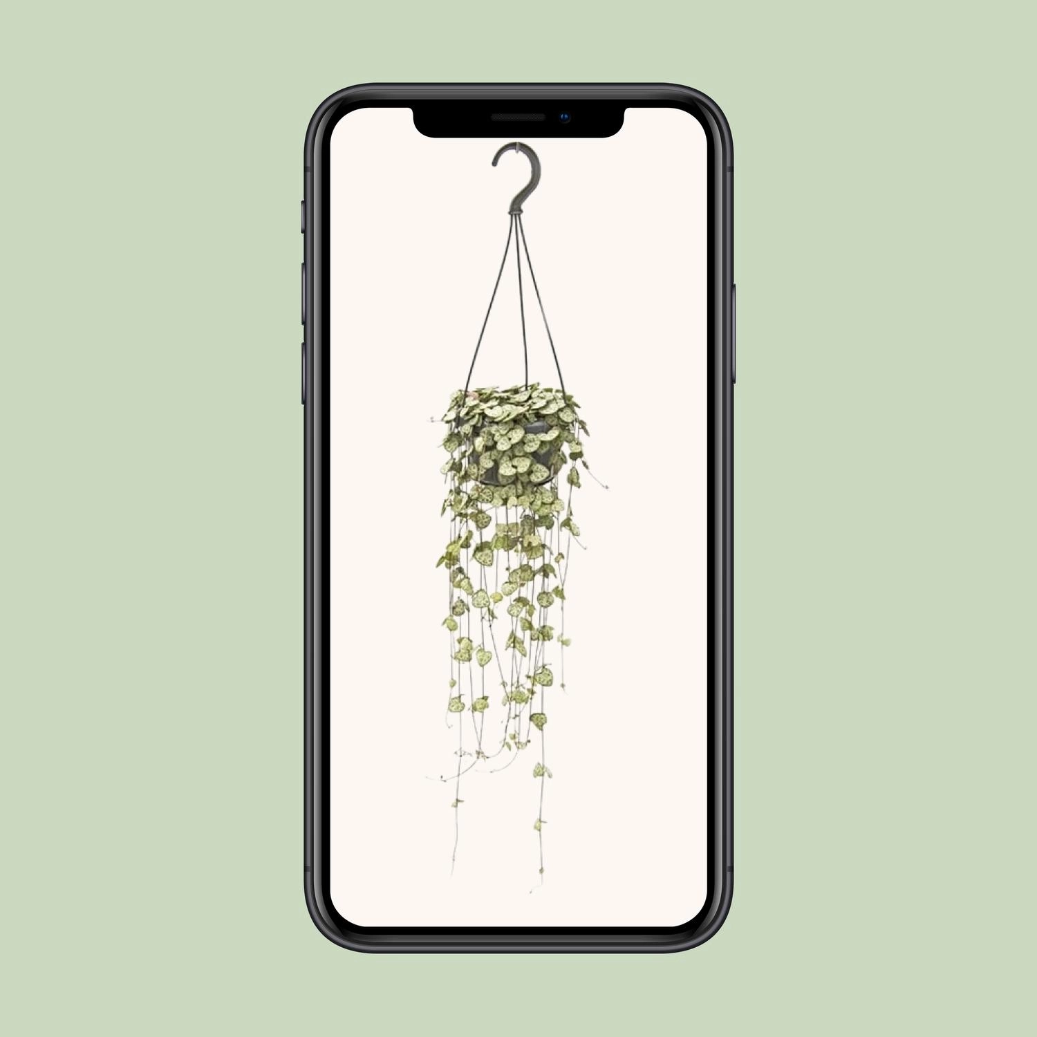 Ceropegia Woodii Hang - Ø14cm - ↕50cm Bild 4