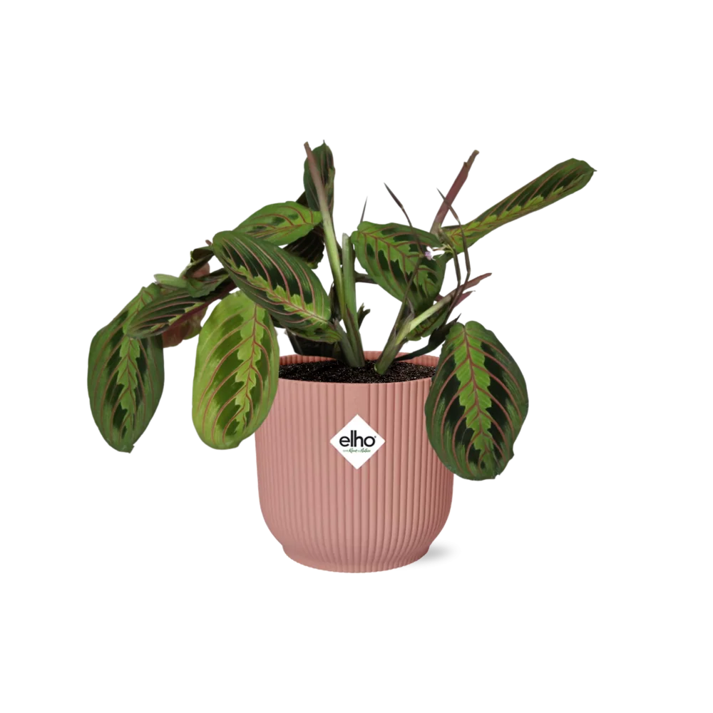 Maranta Leuconeura – Die Gebetspflanze für dein Zuhause