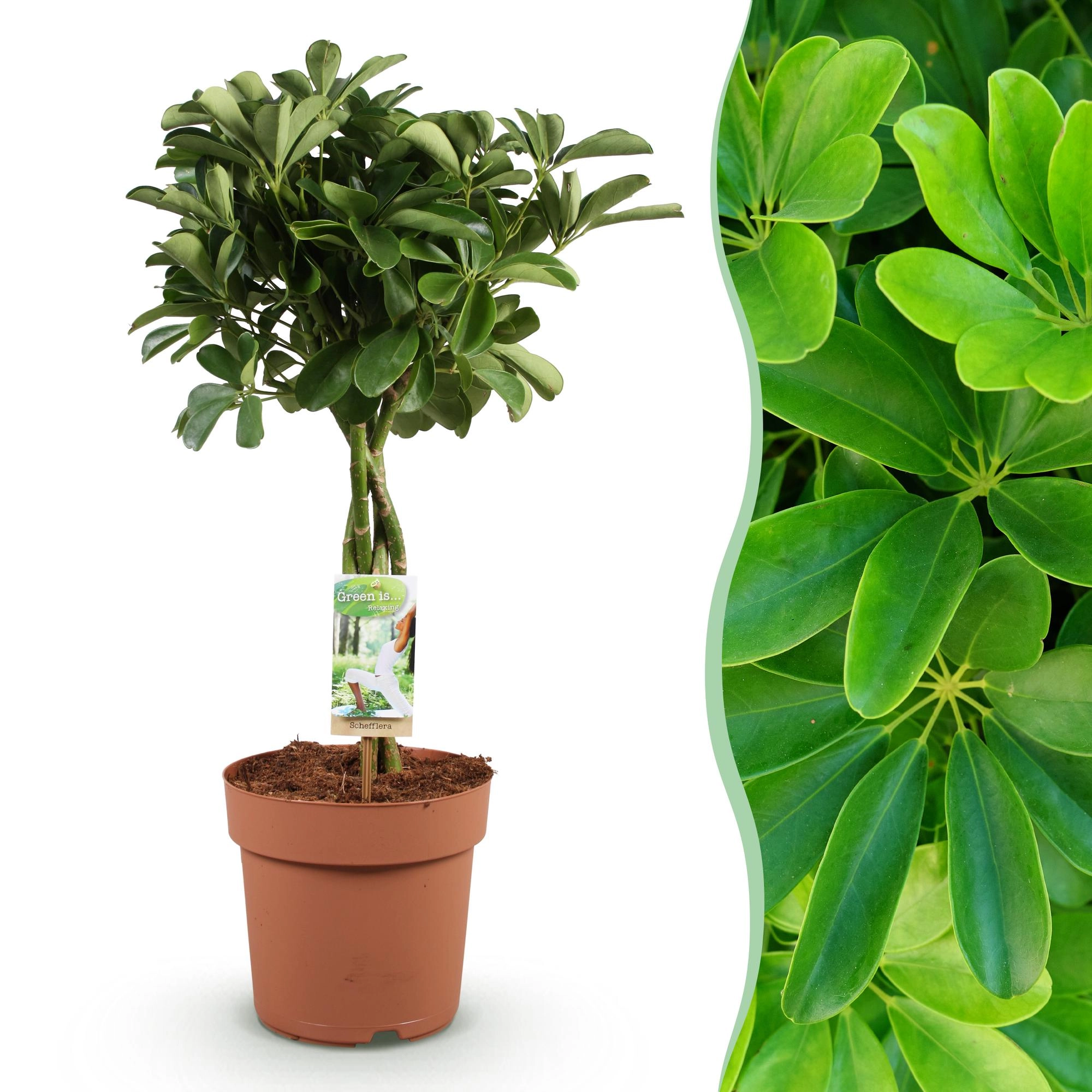 Schefflera Nora