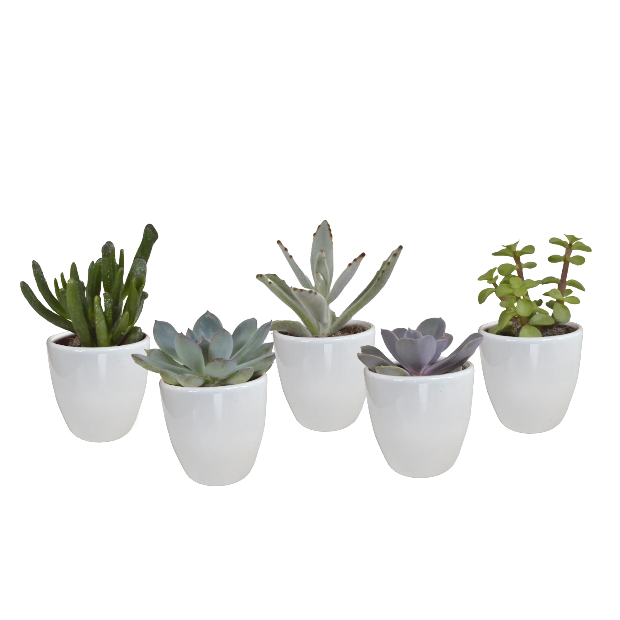 Wunderbarer Sukkulentenmix im eleganten weißen Glas