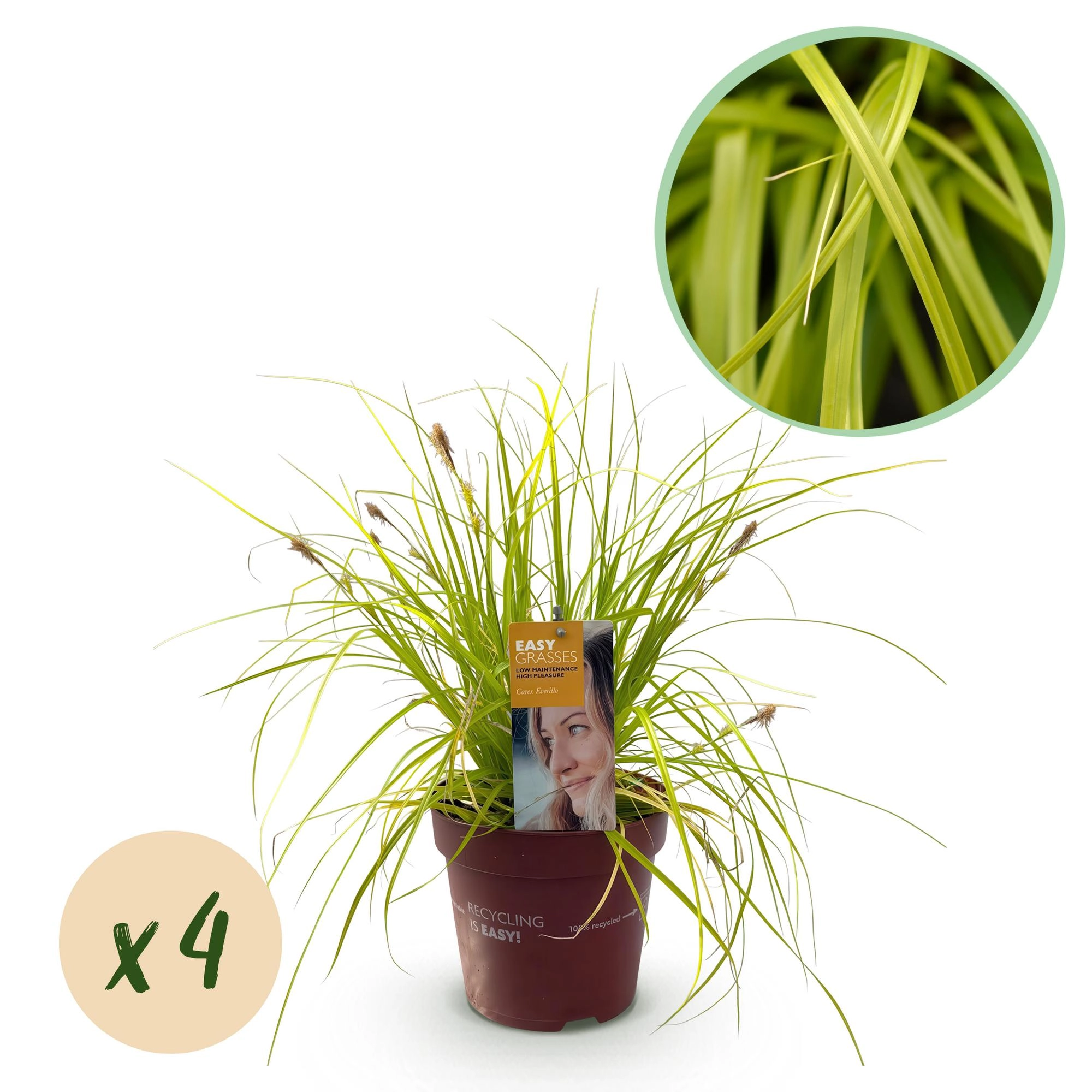 Ziergräser - Carex oshimensis Everillo - Gelb - 4 Pflanzen - Immergrün - Wenig Pflege - Topf 17cm Höhe 50cm