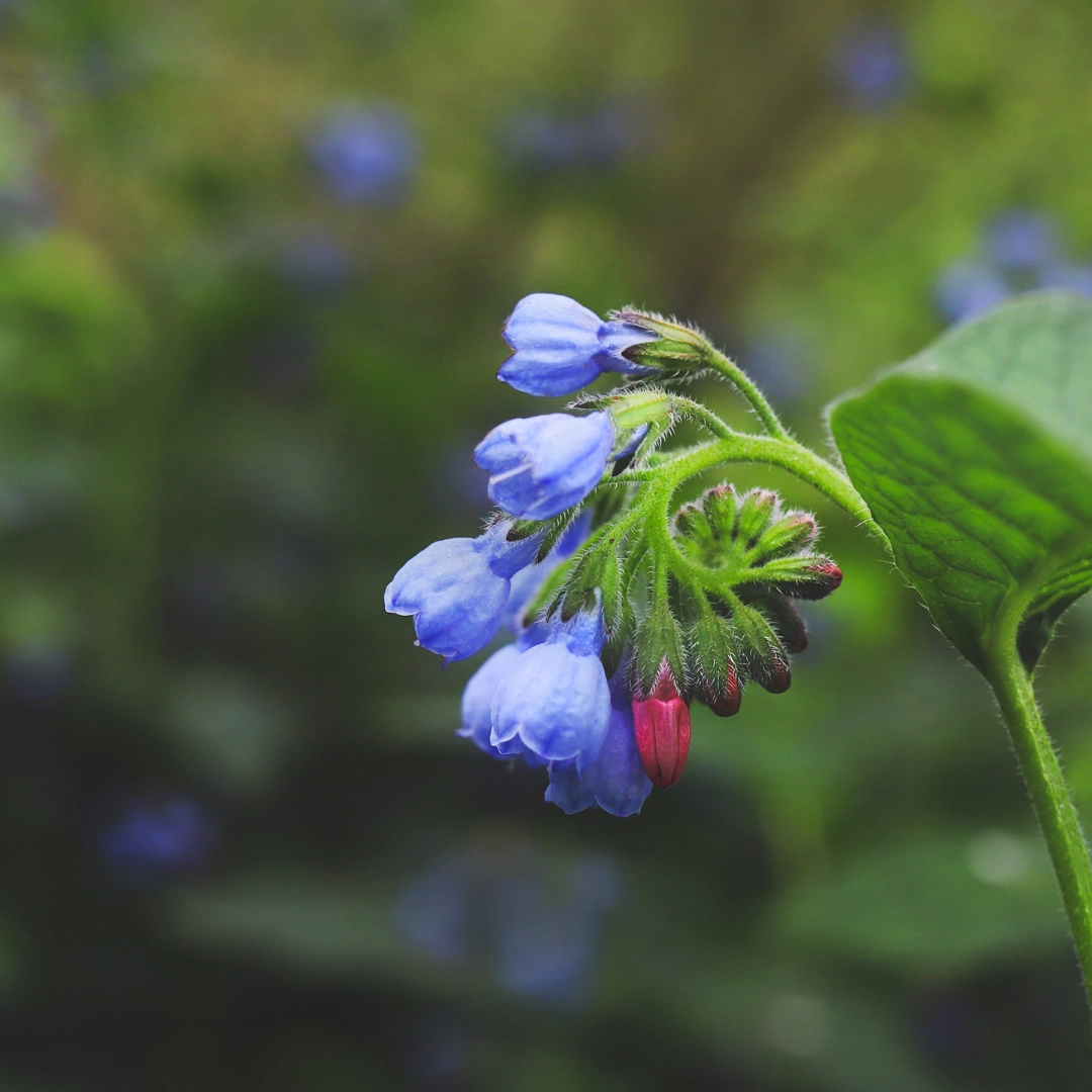 Symphytum grandiflorum ‘Wisley Blue’