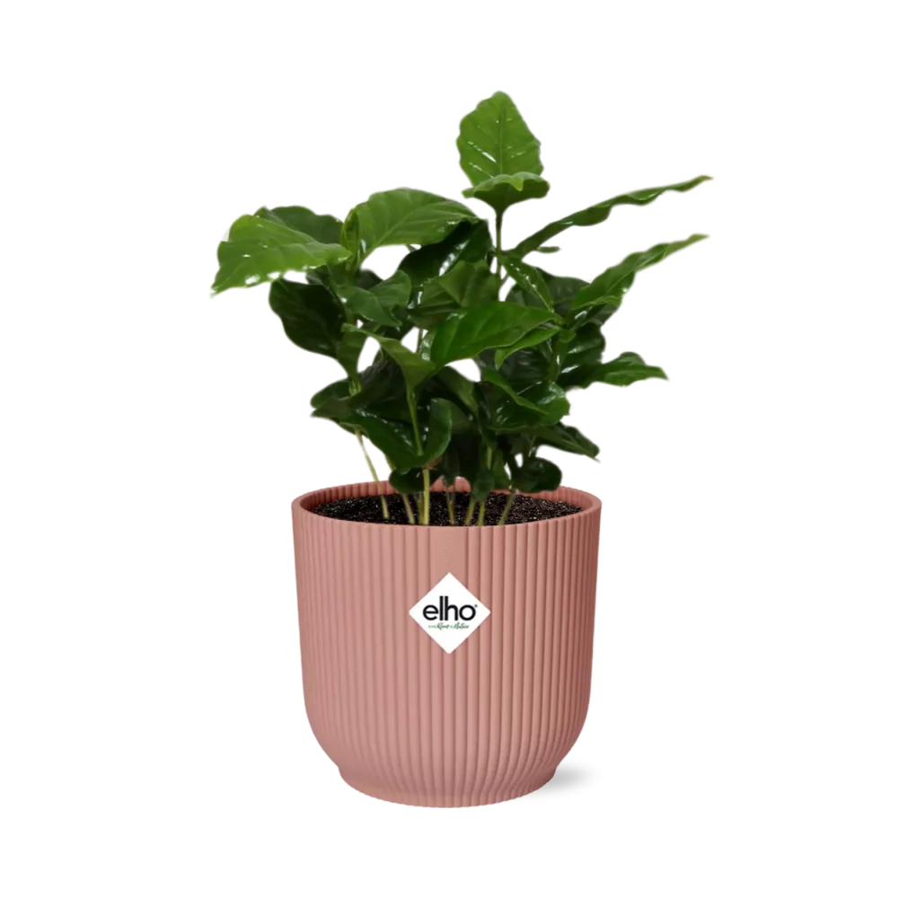 Coffea arabica – Arabica-Kaffee-Pflanze