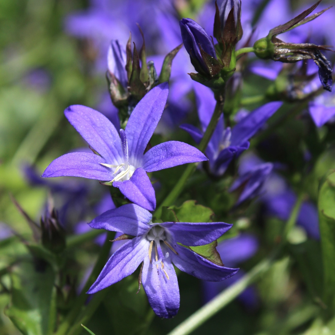 Campanula poscharskyana - Polster-Glockenblume