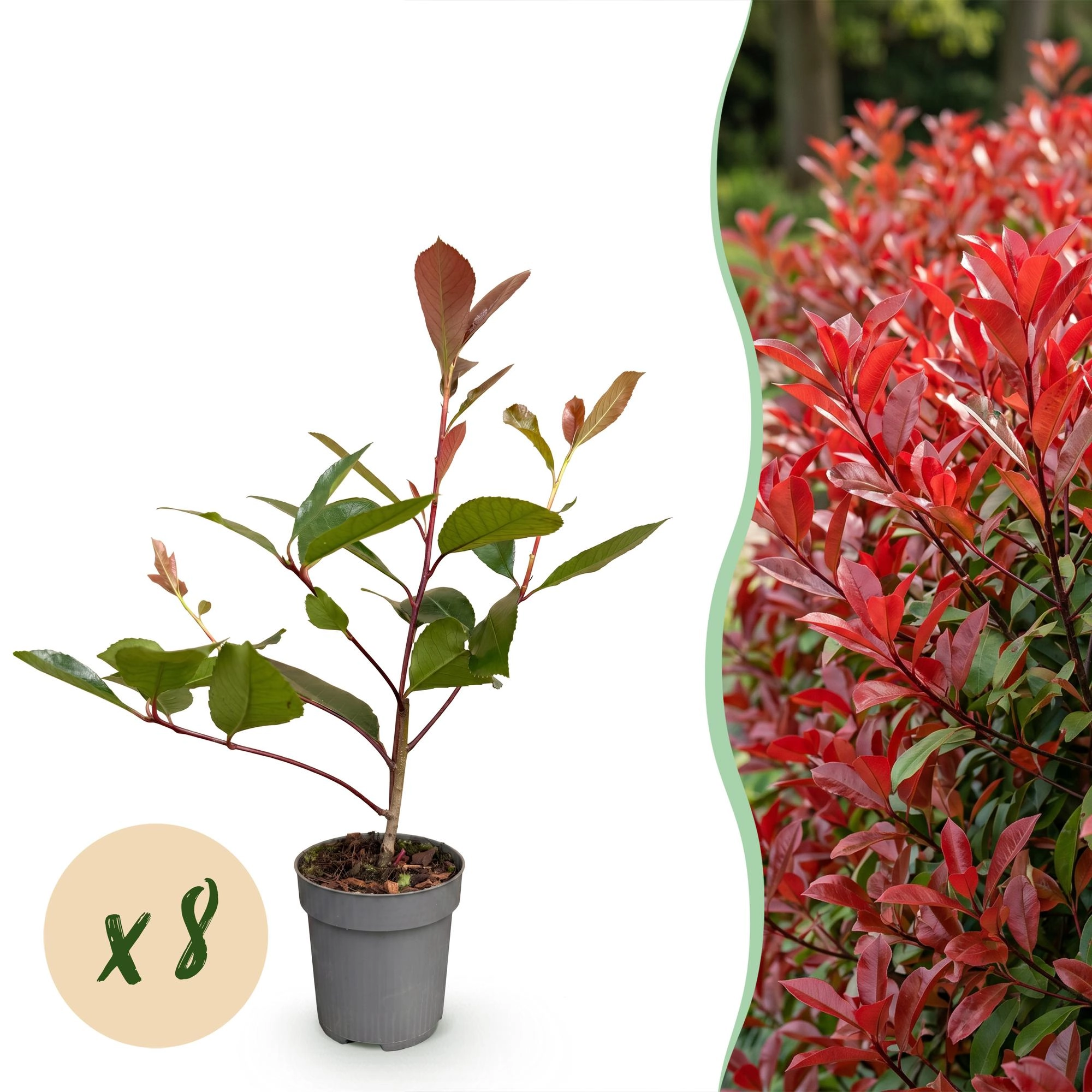 8x Photinia fraseri Red Robin - Glanzmispel - Heckenpflanzen - Immergrün - Rot - Topf 9cm - Höhe 25-35cm Bild 1