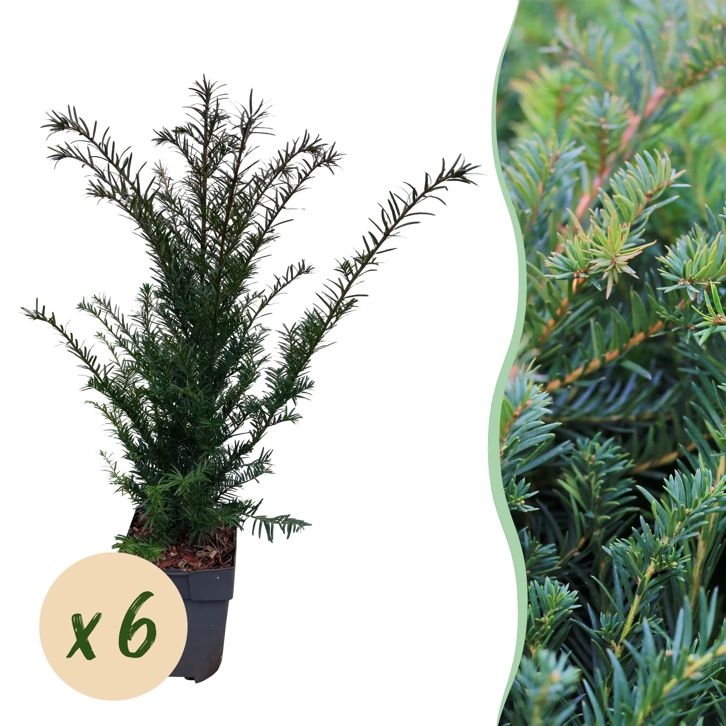 Taxus Baccata – Immergrüne Hecke für deinen Garten