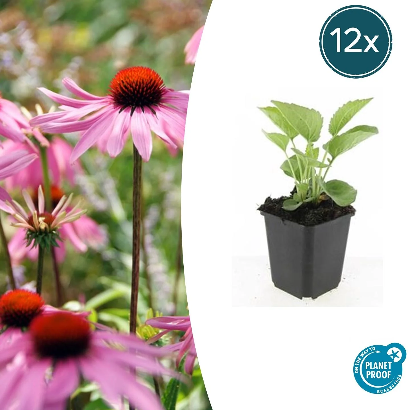 Echinacea purpurea 'Magnus'