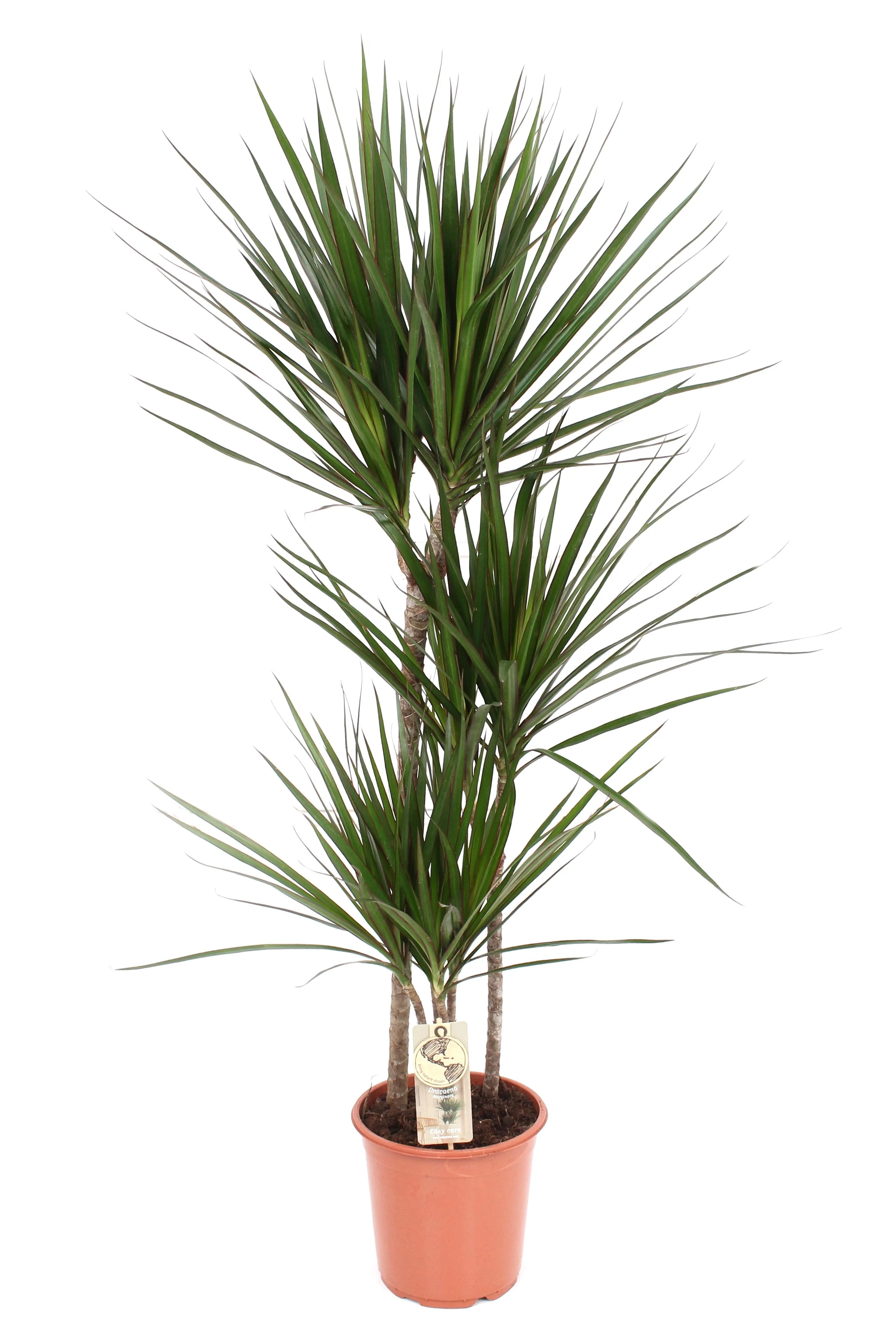 Dracaena Marginata – pflegeleichter Drachenbaum