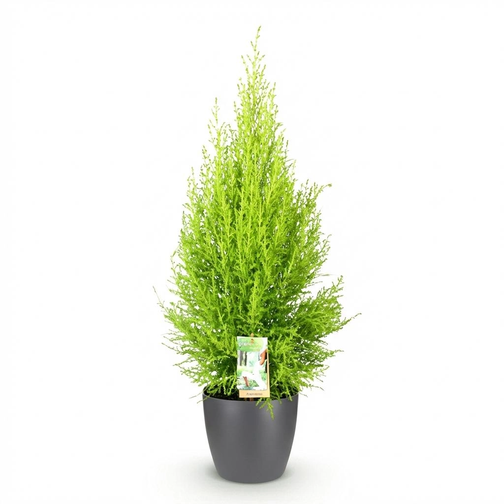 Cupressus Gold Crest Wilma