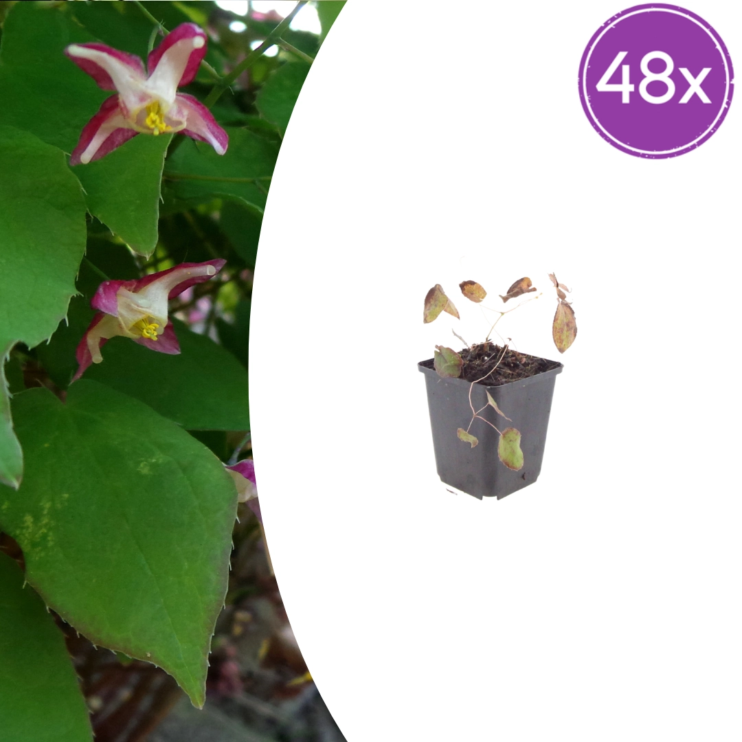 Epimedium rubrum