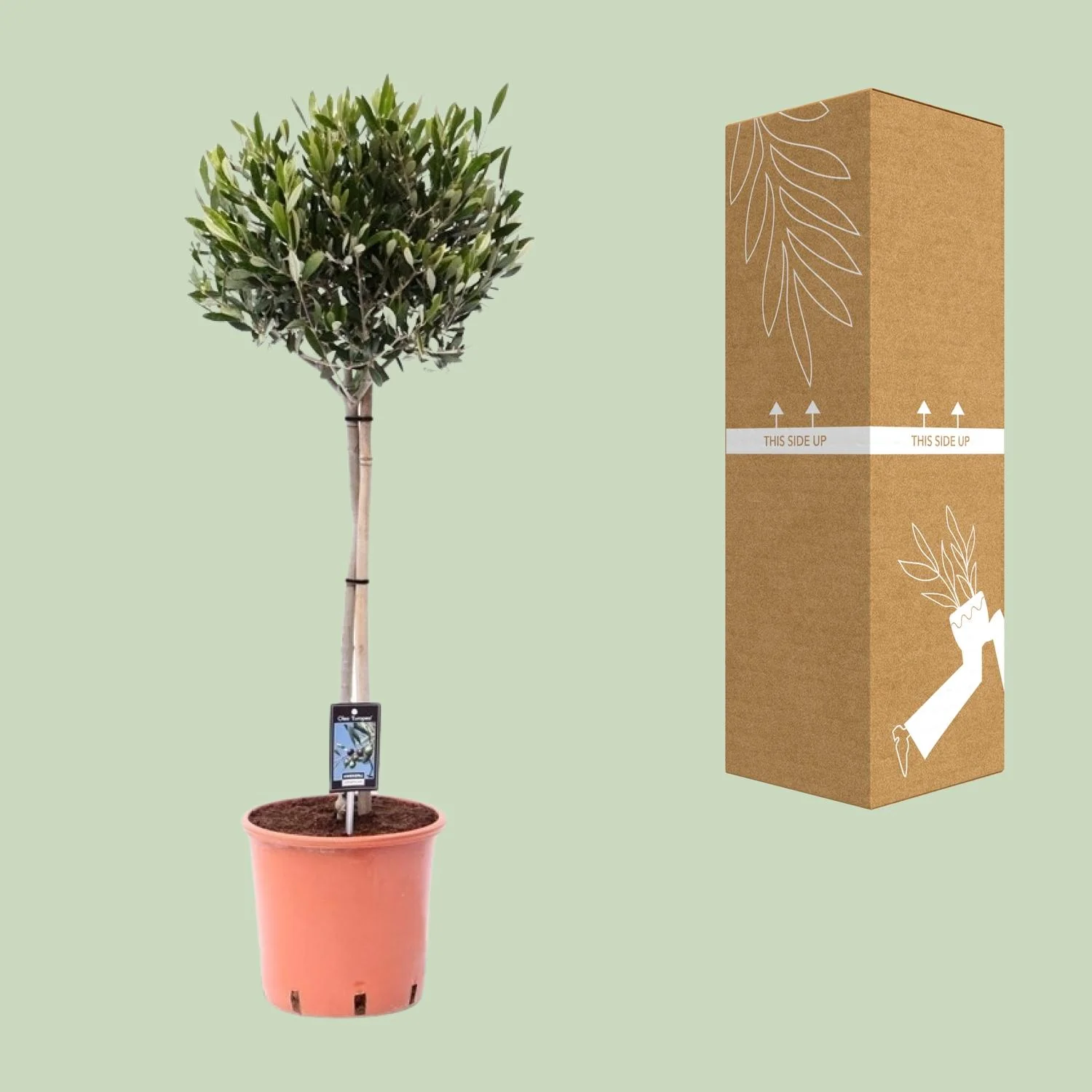Olea Olijf - Ø22cm - ↕100cm Bild 3