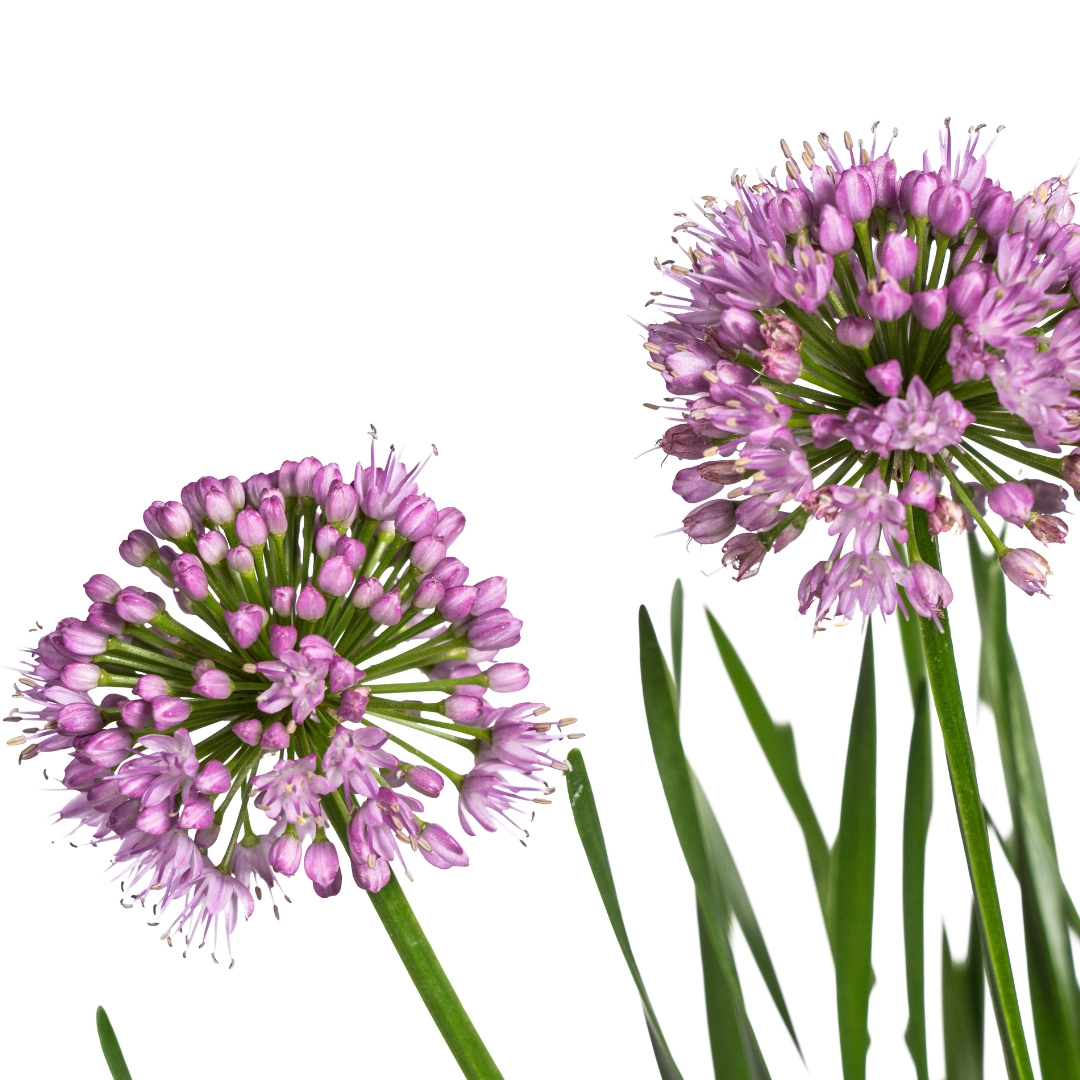 Allium senescens Millenium Ø19 cm - ↕60 cm Bild 3