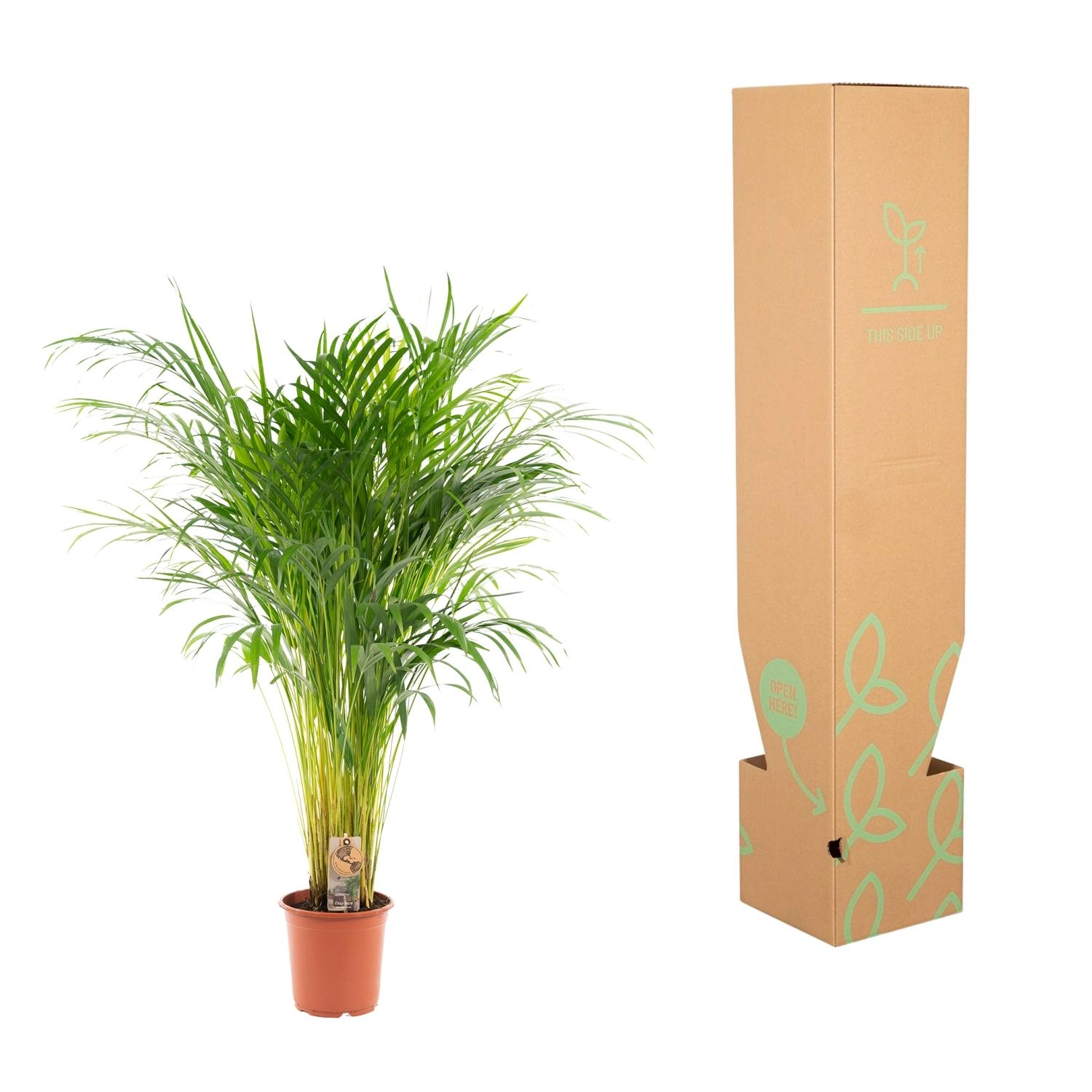 Areca-Palme – 110 cm Bild 11