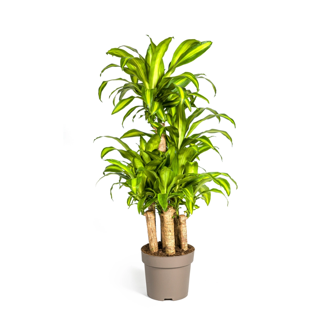 Dracaena Fragrans Massangeana Karussell Ø30cm - ↕130 - 150cm Bild 1