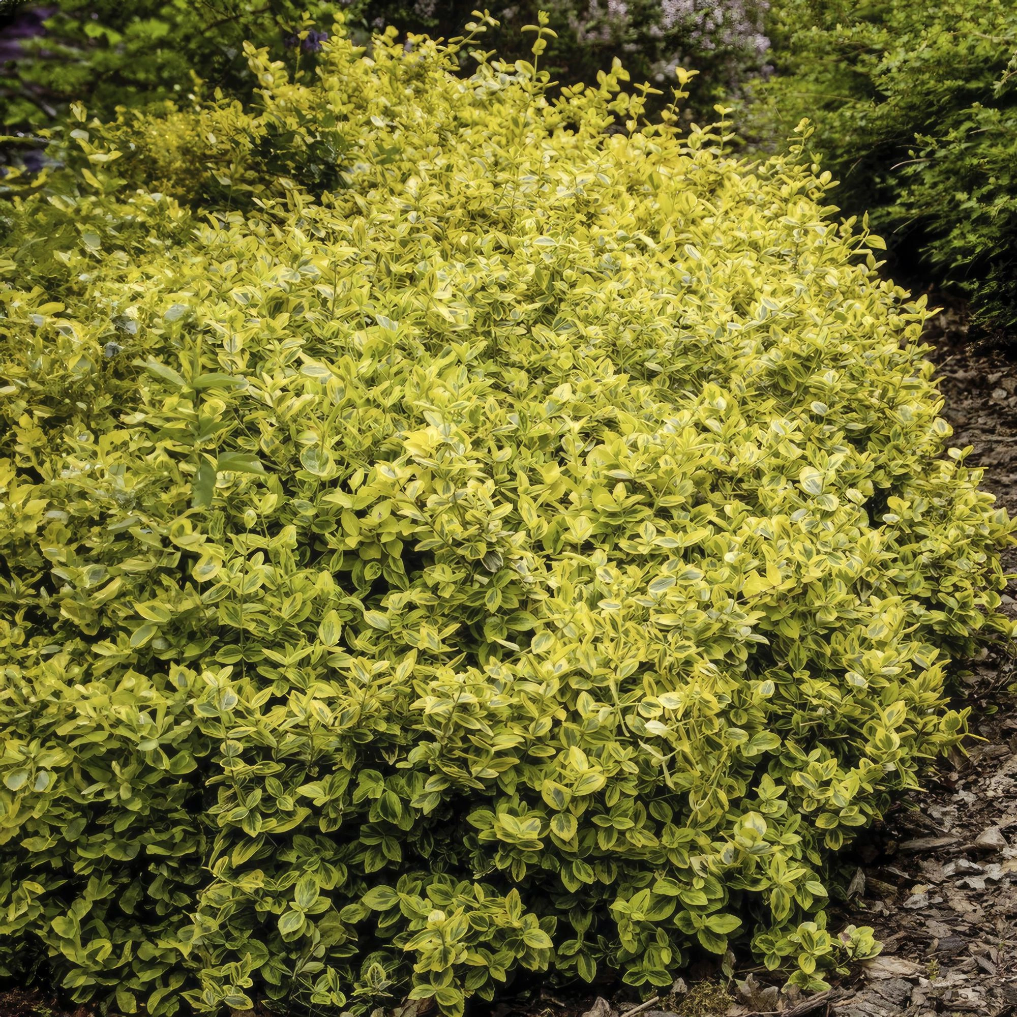 48x Euonymus fort. Emerald n Gold’ - ↕10-25cm - Ø9cm Bild 6