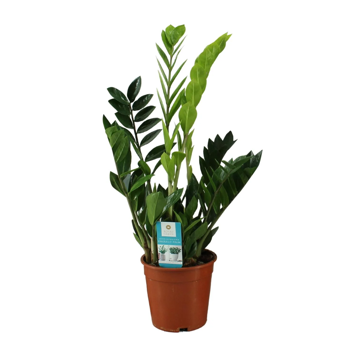 Zamioculcas zamiifolia – ZZ-Pflanze